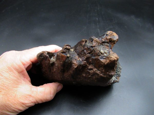 Genuine Ice Age Woolly Mammoth Tooth Fossil for Sale From Alaska #19e