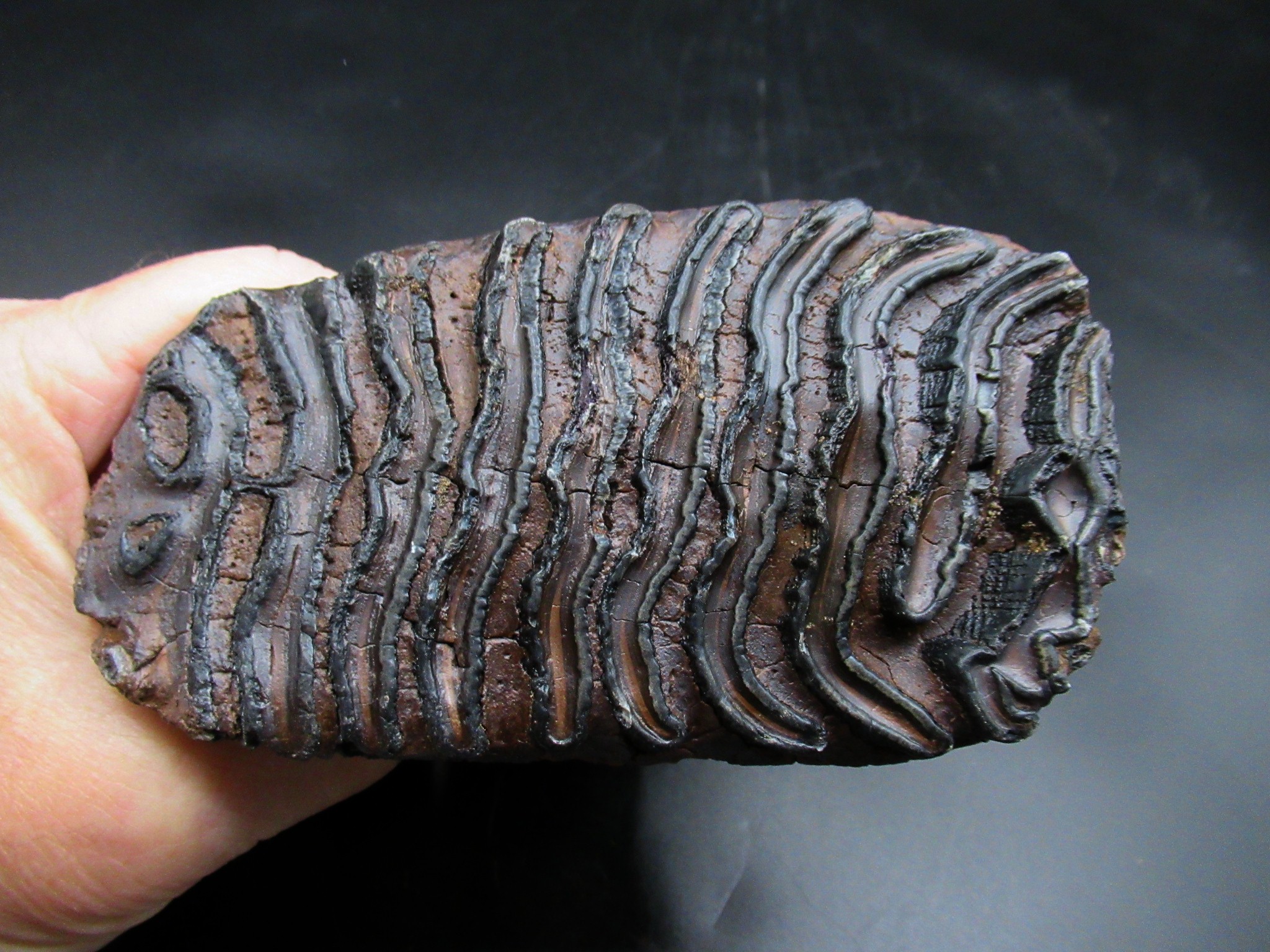 Genuine Ice Age Woolly Mammoth Tooth 21 | Fossils for Sale Genuine Ice Age Woolly Mammoth Tooth Fossil for Sale From Alaska #21