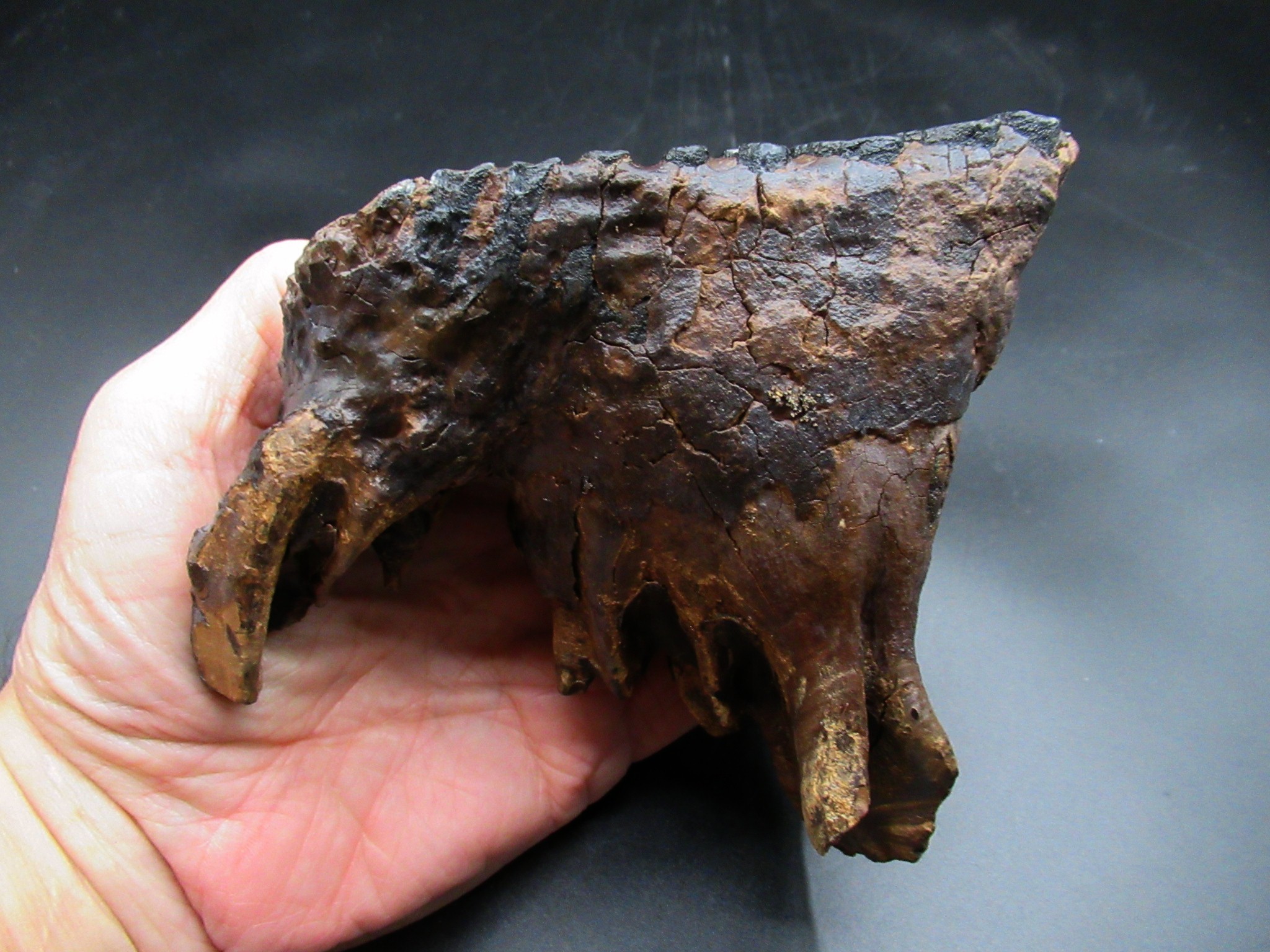 Genuine Ice Age Woolly Mammoth Tooth 21a | Fossils for Sale Genuine Ice Age Woolly Mammoth Tooth Fossil for Sale From Alaska #21a
