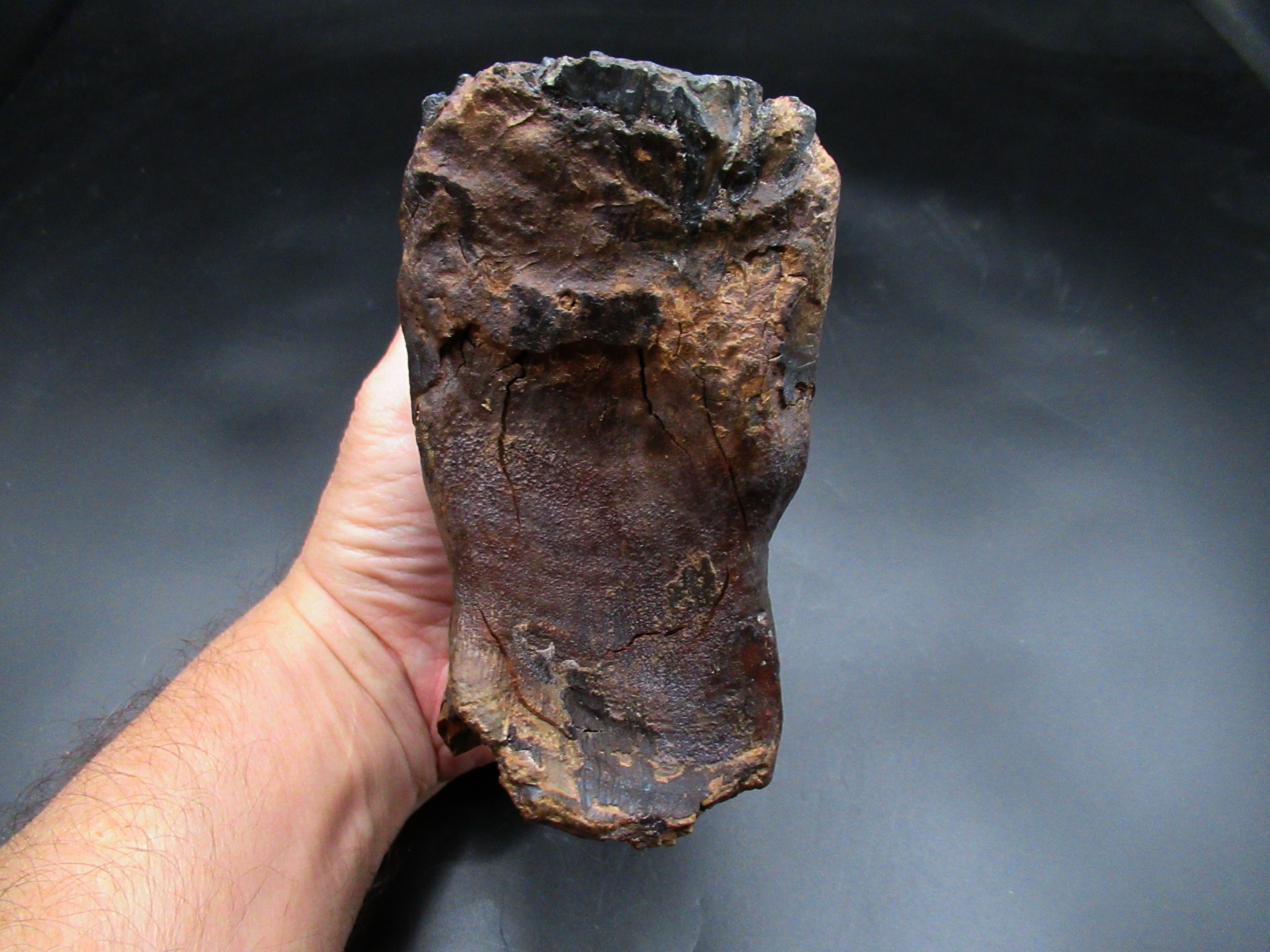 Genuine Ice Age Woolly Mammoth Tooth 21b | Fossils for Sale Genuine Ice Age Woolly Mammoth Tooth Fossil for Sale From Alaska #21b