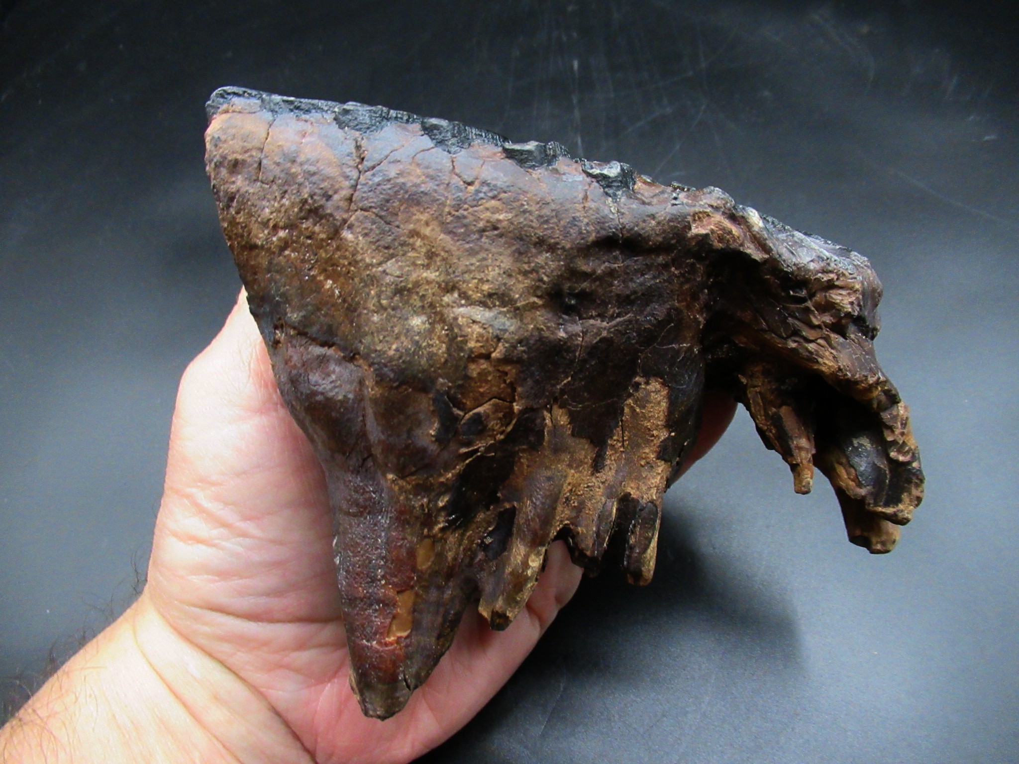 Genuine Ice Age Woolly Mammoth Tooth 21c | Fossils for Sale Genuine Ice Age Woolly Mammoth Tooth Fossil for Sale From Alaska #21c