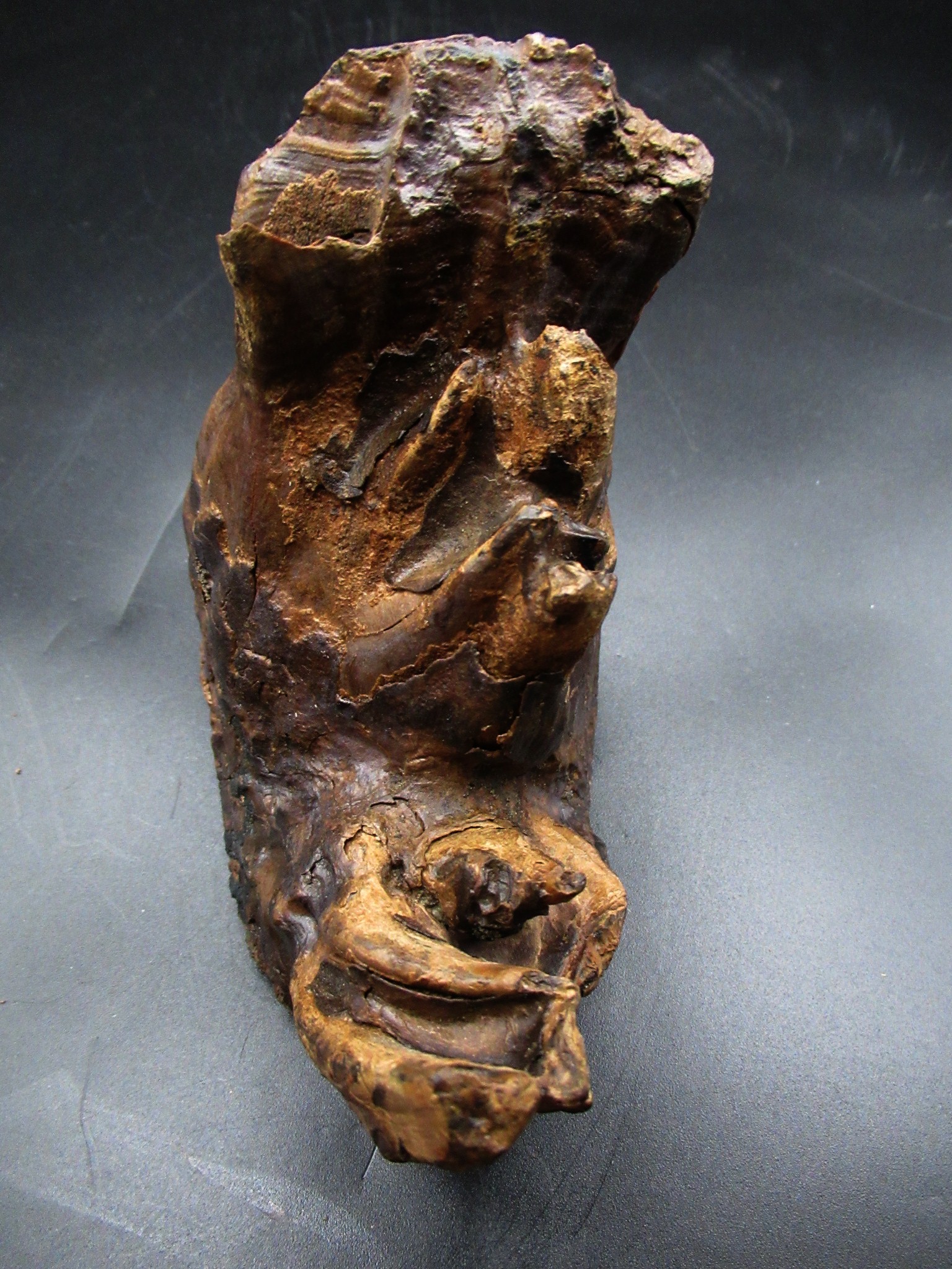 Genuine Ice Age Woolly Mammoth Tooth 21e | Fossils for Sale Genuine Ice Age Woolly Mammoth Tooth Fossil for Sale From Alaska #21e