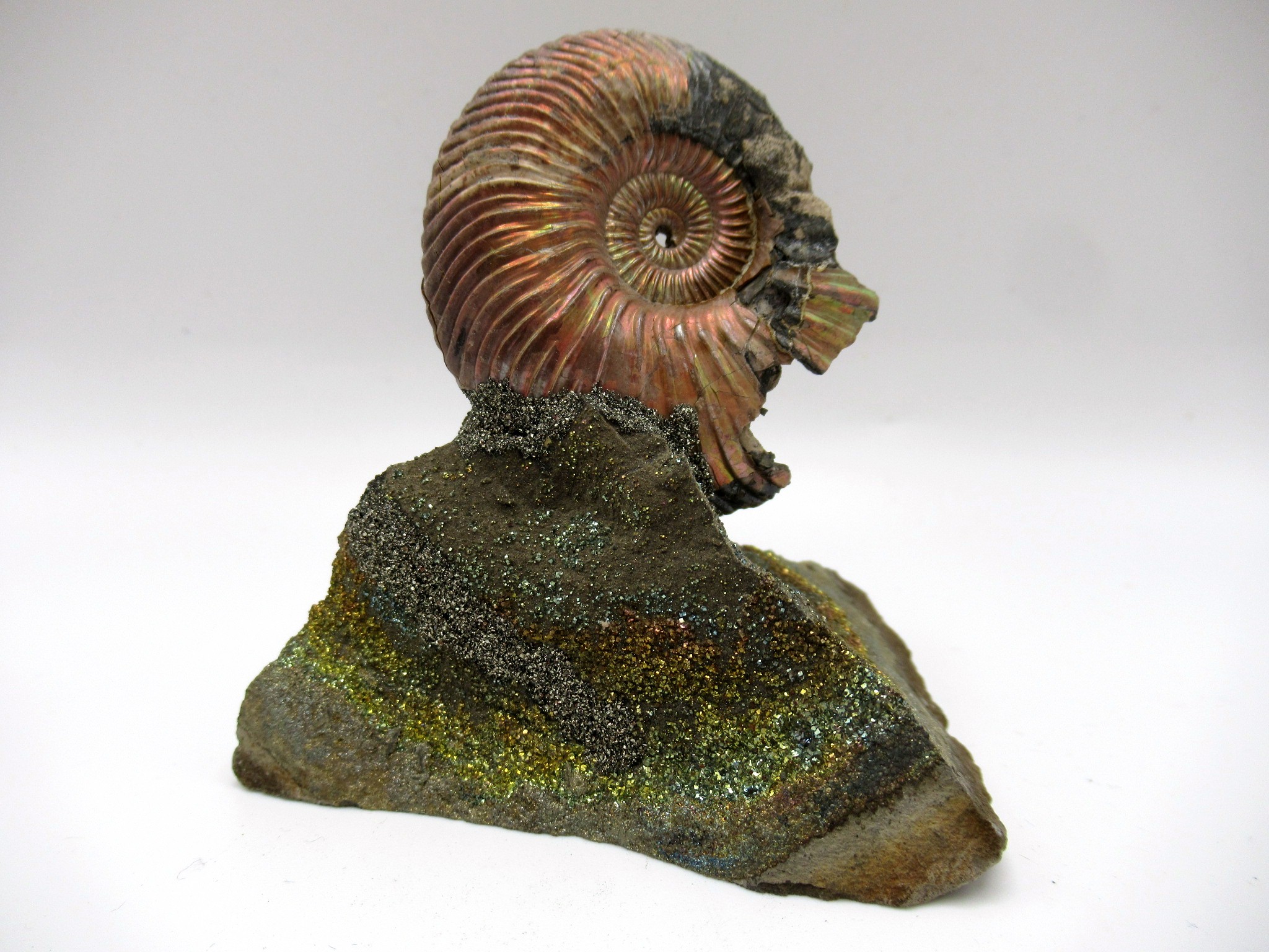 Jurassic Russian Quenstedtoceras Ammonite 10 | Fossils for Sale Genuine Jurassic Age Quenstedtoceras Ammonite Fossils For Sale From Russia #10
