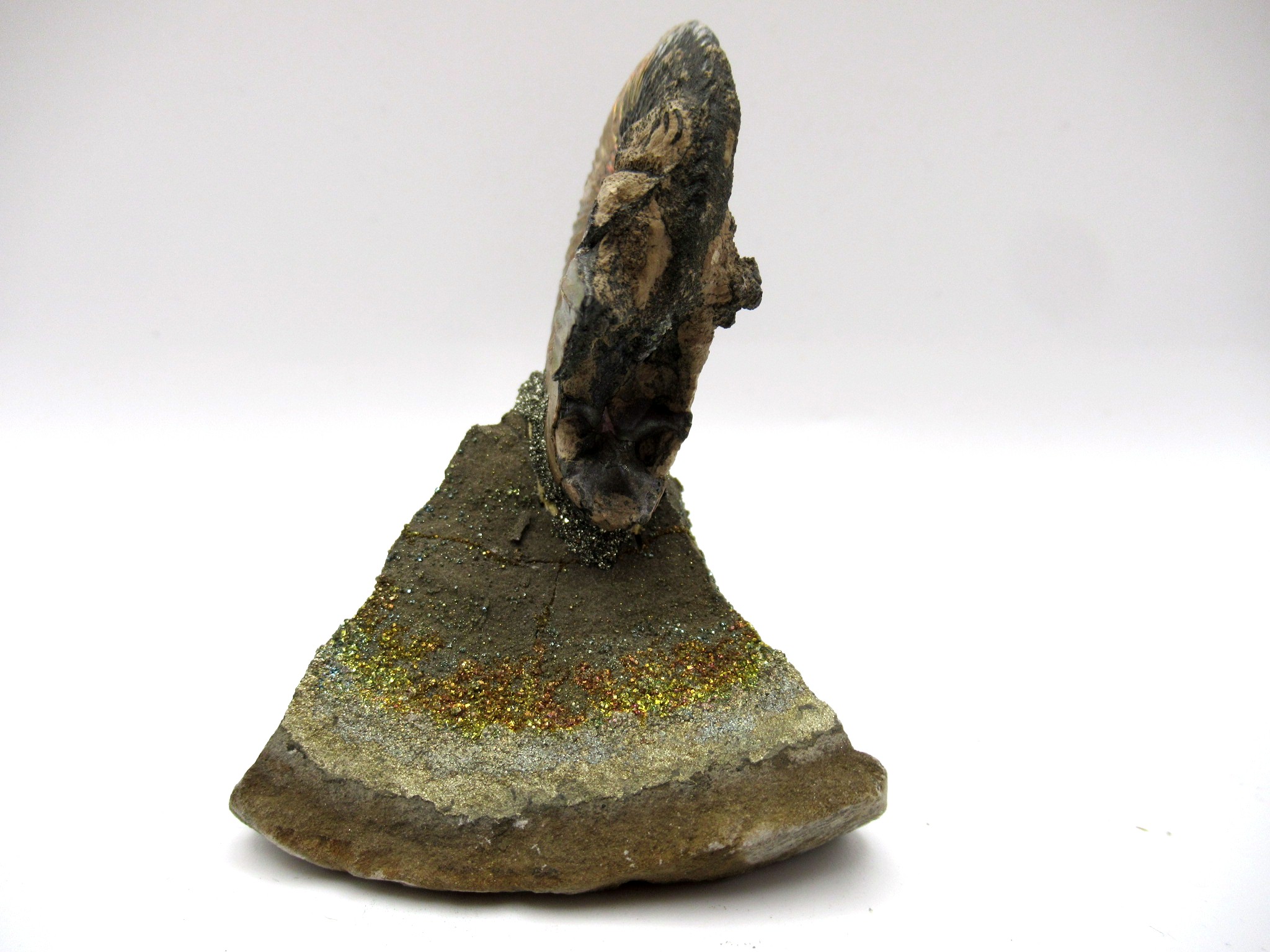 Jurassic Russian Quenstedtoceras Ammonite 10a | Fossils for Sale Genuine Jurassic Age Quenstedtoceras Ammonite Fossils For Sale From Russia #10a