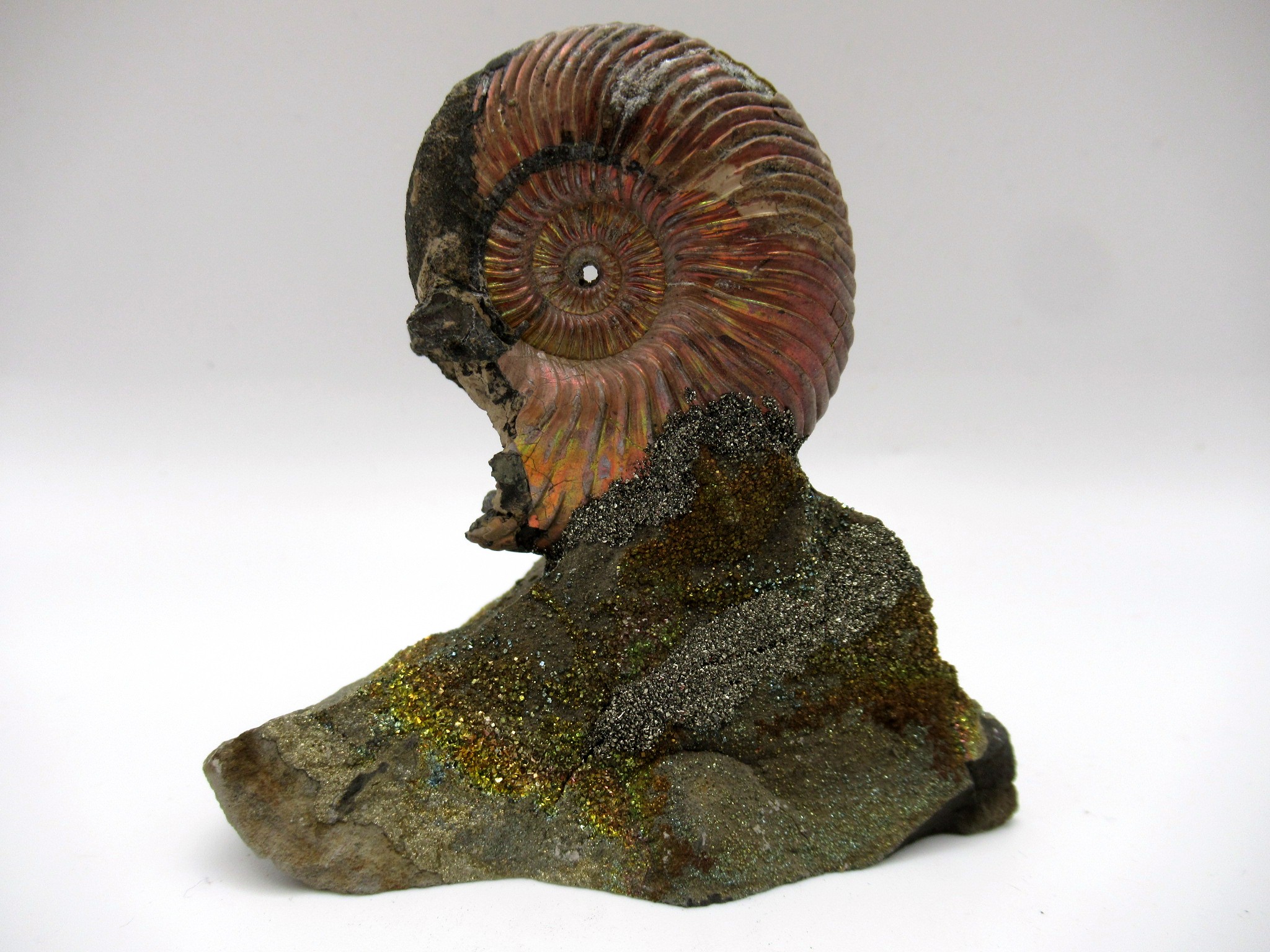 Jurassic Russian Quenstedtoceras Ammonite 10b | Fossils for Sale Genuine Jurassic Age Quenstedtoceras Ammonite Fossils For Sale From Russia #10b