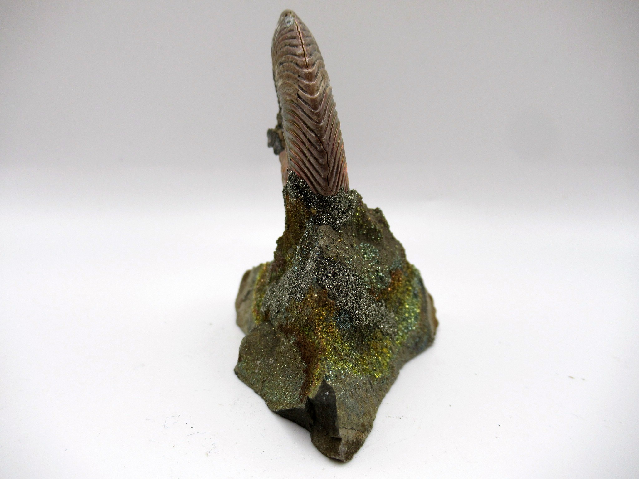 Jurassic Russian Quenstedtoceras Ammonite 10c | Fossils for Sale Genuine Jurassic Age Quenstedtoceras Ammonite Fossils For Sale From Russia #10c