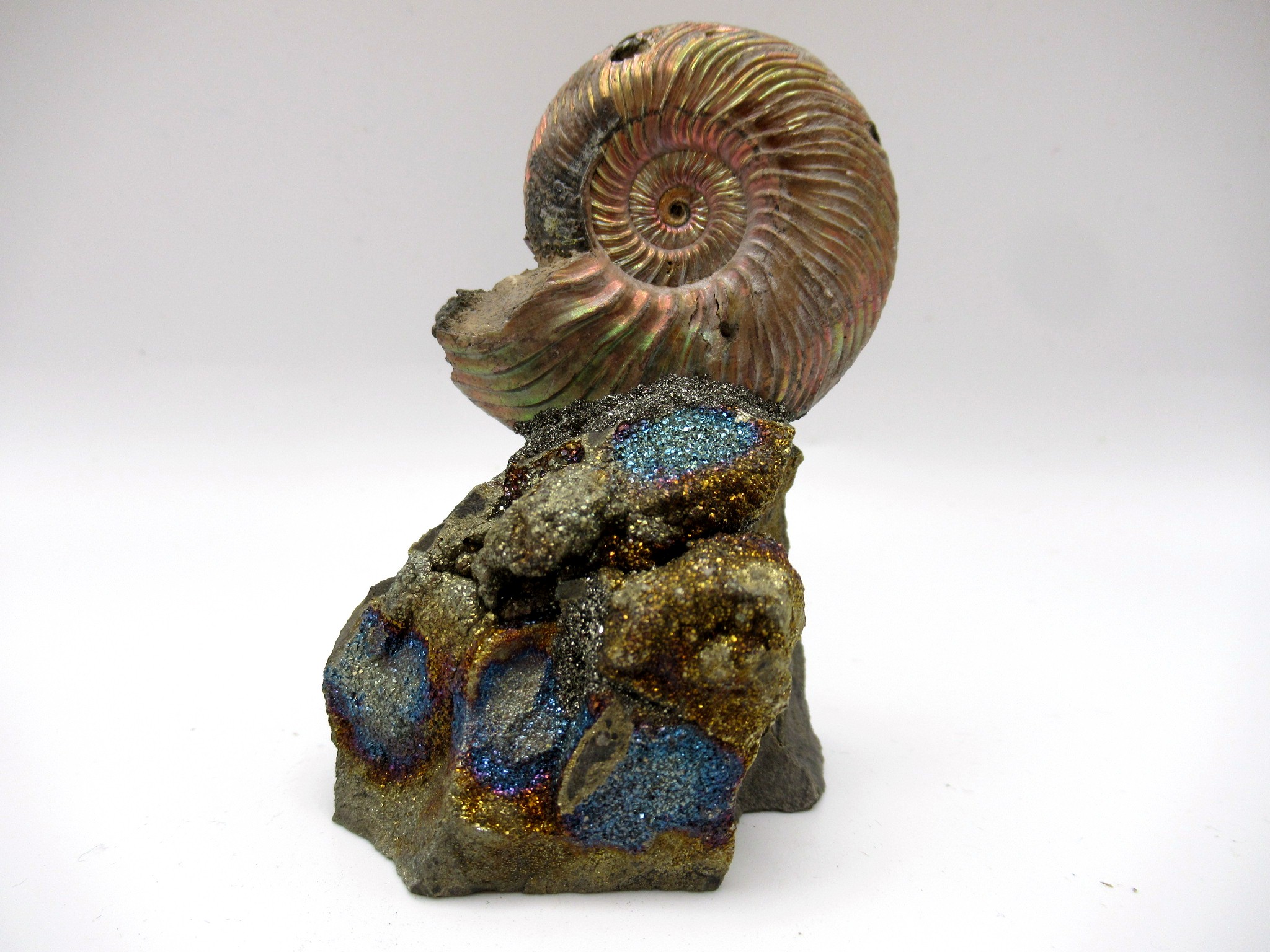 Jurassic Russian Quenstedtoceras Ammonite 11 | Fossils for Sale Genuine Jurassic Age Quenstedtoceras Ammonite Fossils For Sale From Russia #11