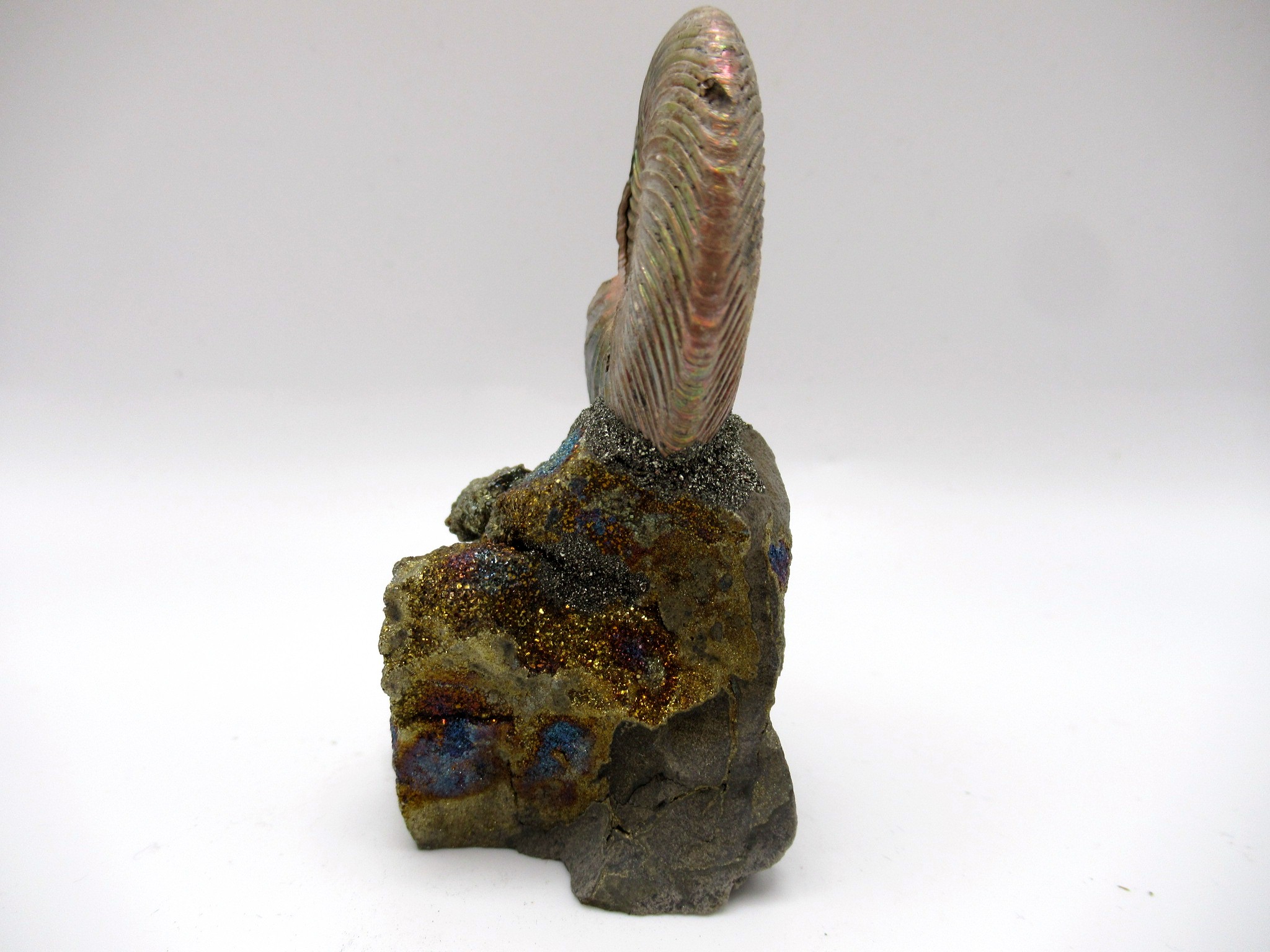 Jurassic Russian Quenstedtoceras Ammonite 11a | Fossils for Sale Genuine Jurassic Age Quenstedtoceras Ammonite Fossils For Sale From Russia #11a