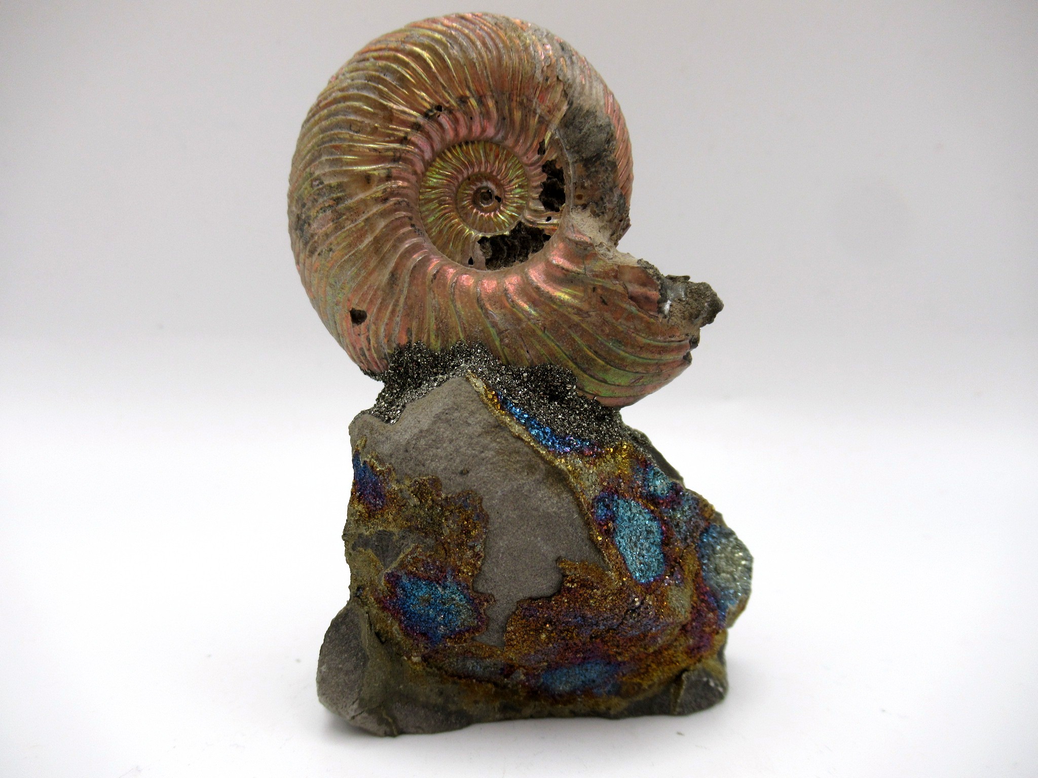 Jurassic Russian Quenstedtoceras Ammonite 11b | Fossils for Sale Genuine Jurassic Age Quenstedtoceras Ammonite Fossils For Sale From Russia #11b