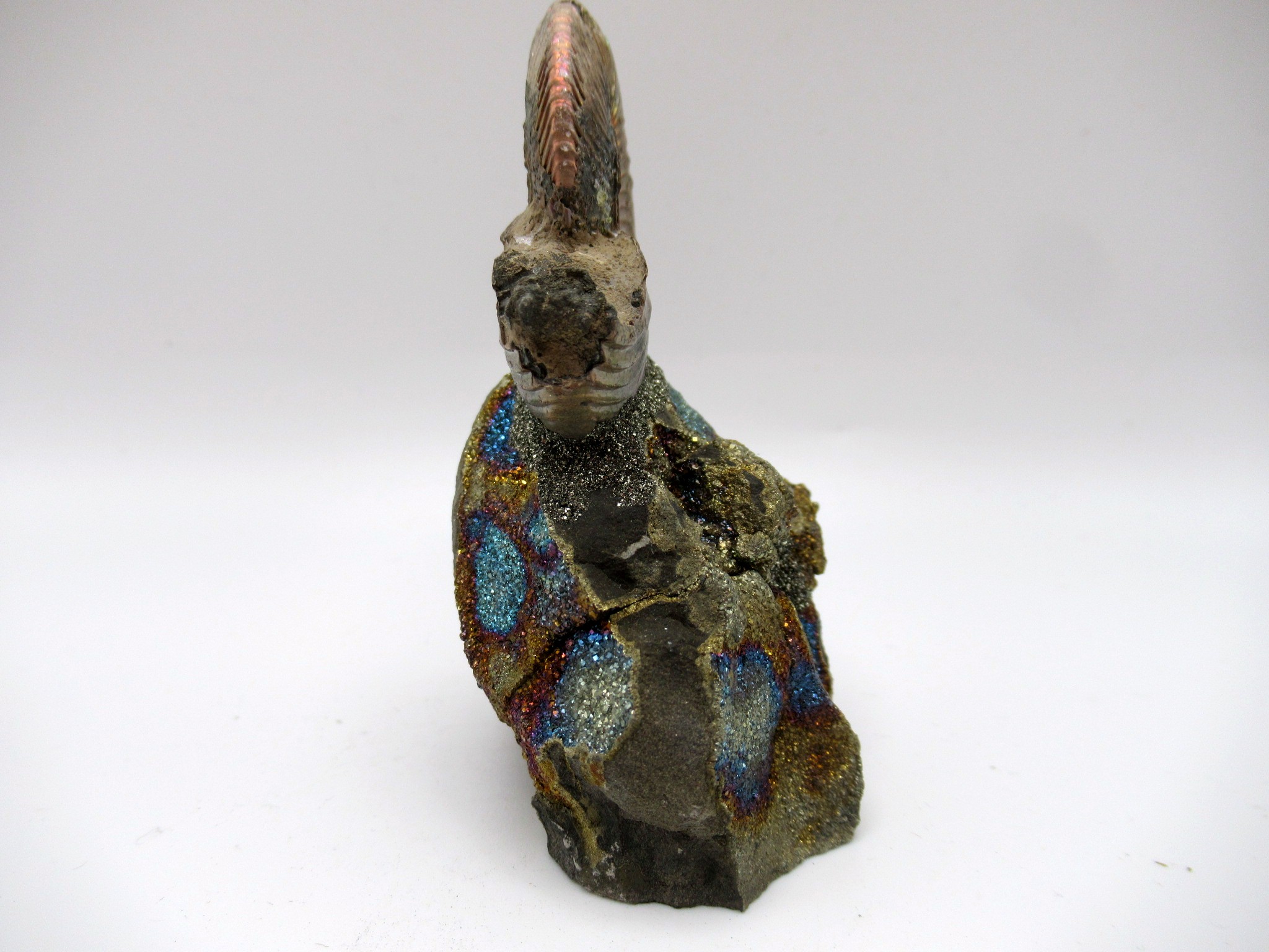 Jurassic Russian Quenstedtoceras Ammonite 11c | Fossils for Sale Genuine Jurassic Age Quenstedtoceras Ammonite Fossils For Sale From Russia #11c