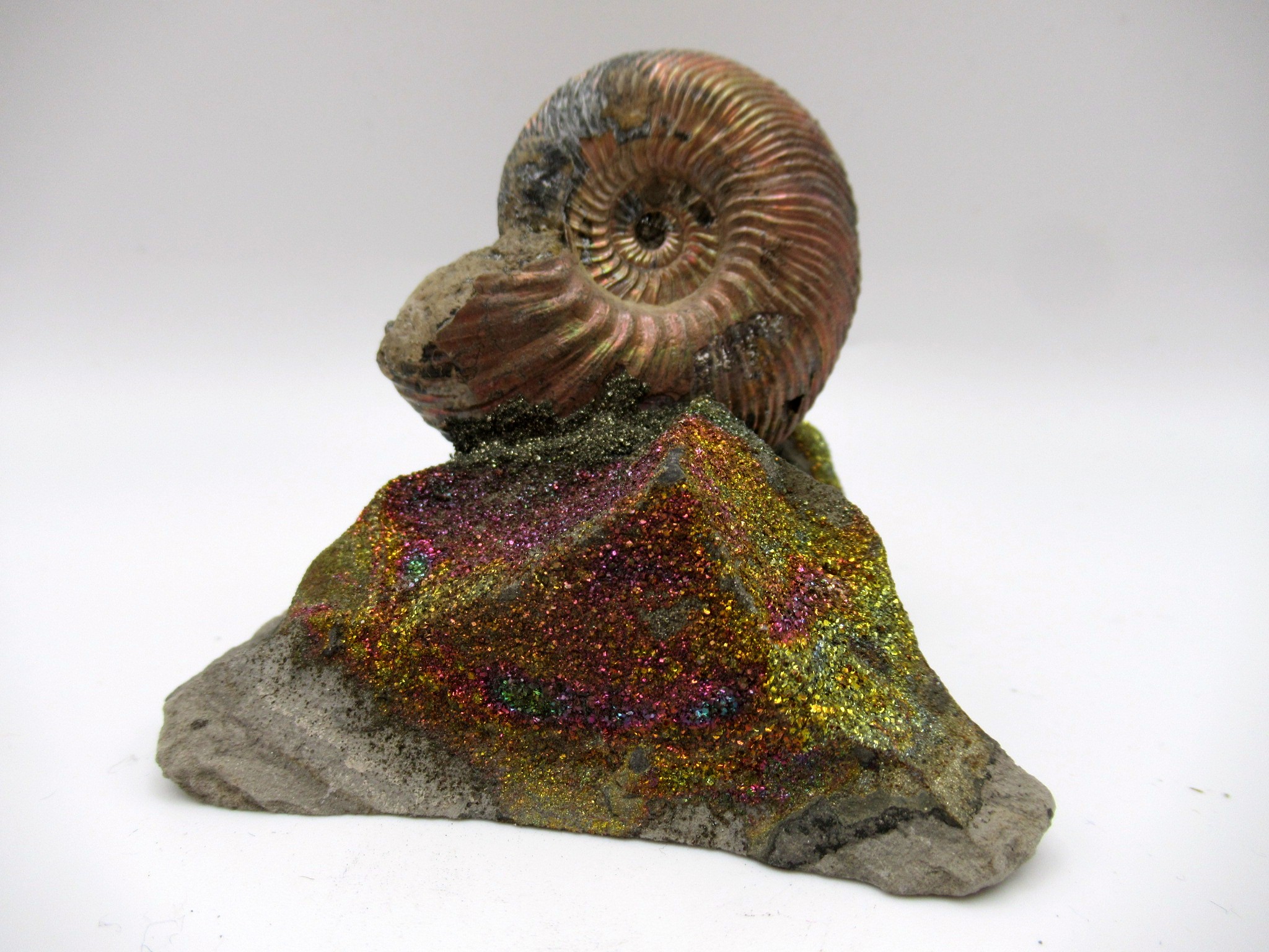 Jurassic Russian Quenstedtoceras Ammonite 12 | Fossils for Sale Genuine Jurassic Age Quenstedtoceras Ammonite Fossils For Sale From Russia #12