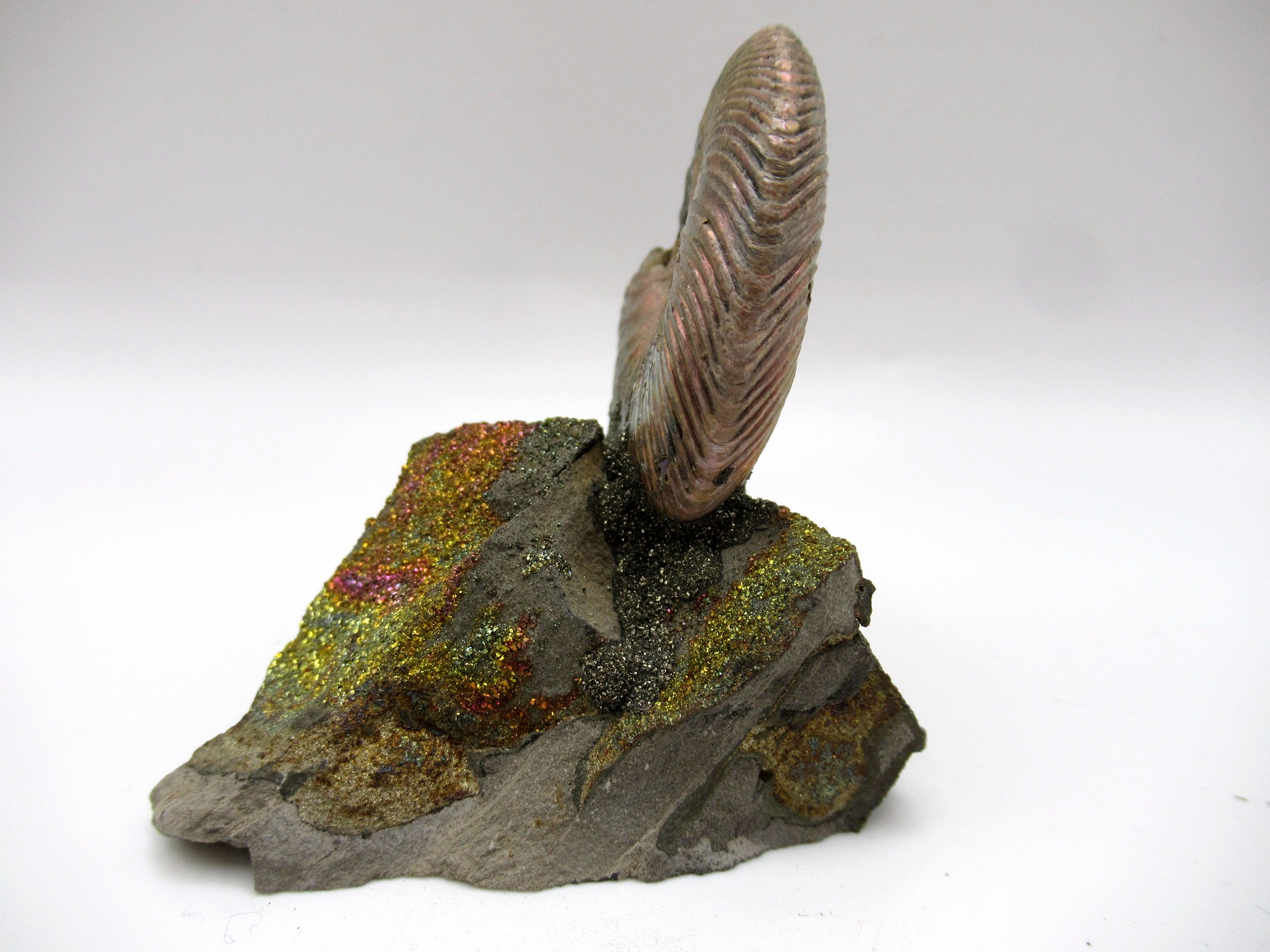Jurassic Russian Quenstedtoceras Ammonite 12a | Fossils for Sale Genuine Jurassic Age Quenstedtoceras Ammonite Fossils For Sale From Russia #12a