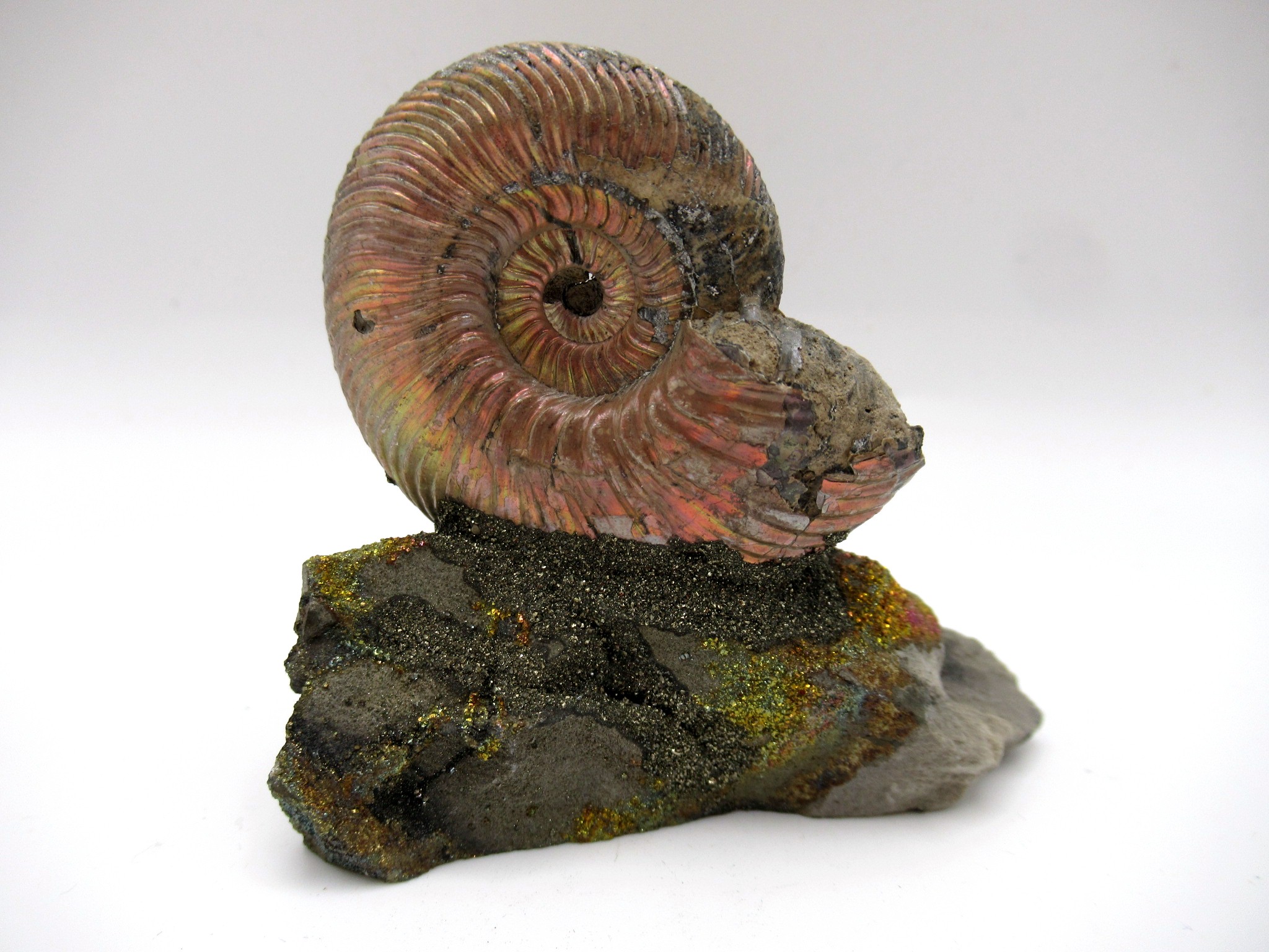 Jurassic Russian Quenstedtoceras Ammonite 12b | Fossils for Sale Genuine Jurassic Age Quenstedtoceras Ammonite Fossils For Sale From Russia #12b