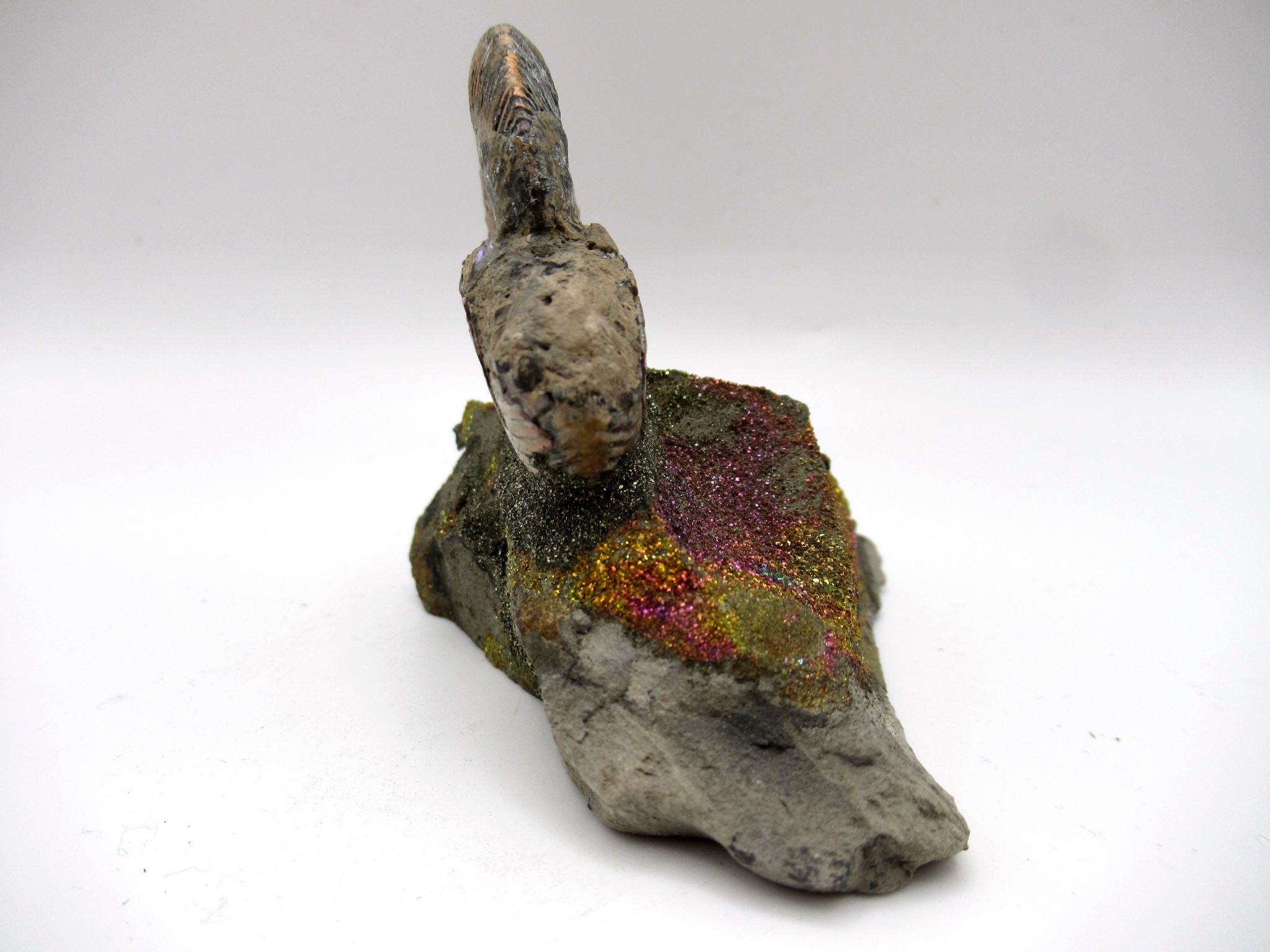 Jurassic Russian Quenstedtoceras Ammonite 12c | Fossils for Sale Genuine Jurassic Age Quenstedtoceras Ammonite Fossils For Sale From Russia #12c