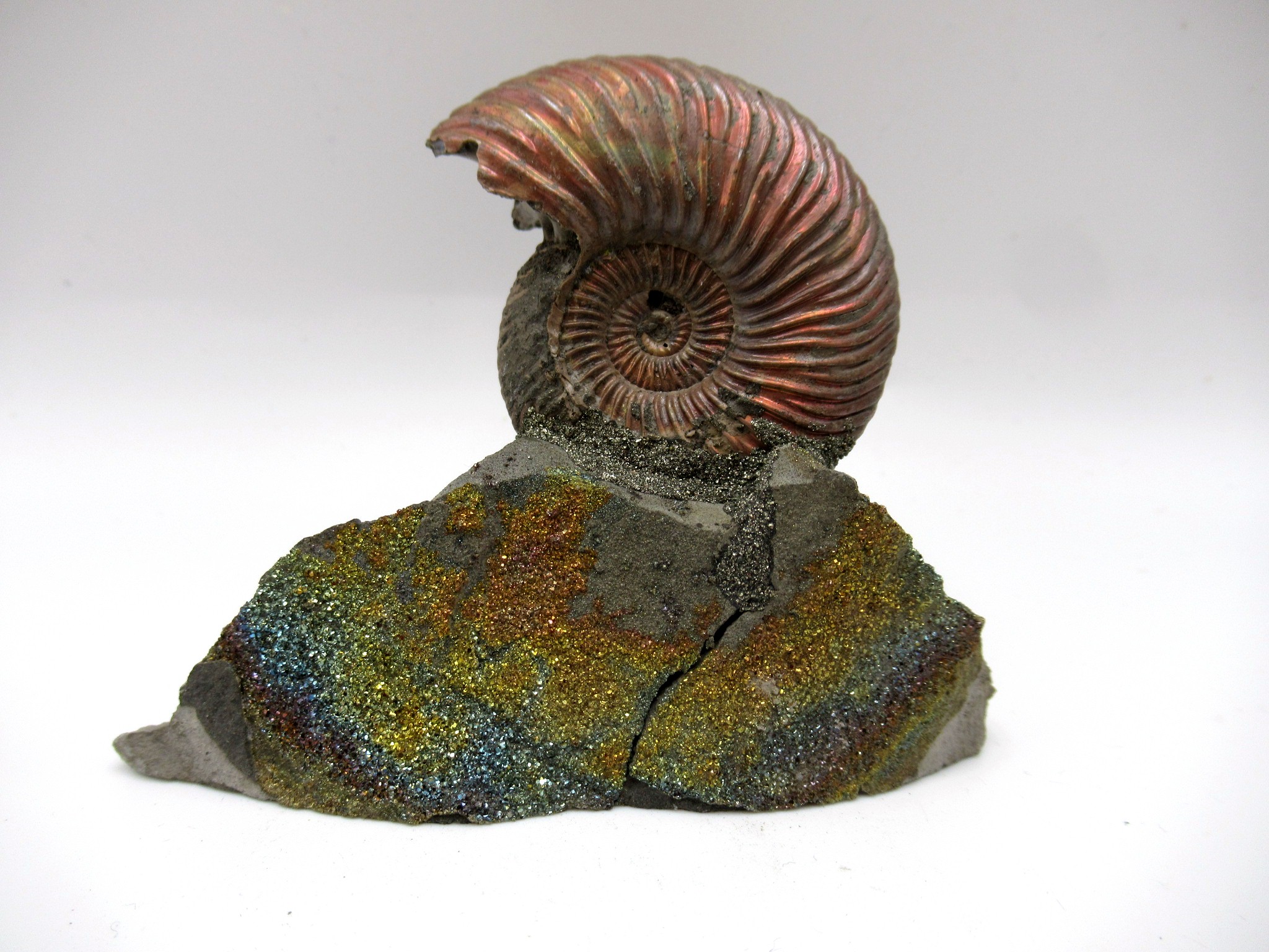 Jurassic Russian Quenstedtoceras Ammonite 16 | Fossils for Sale Genuine Jurassic Age Quenstedtoceras Ammonite Fossils For Sale From Russia #16