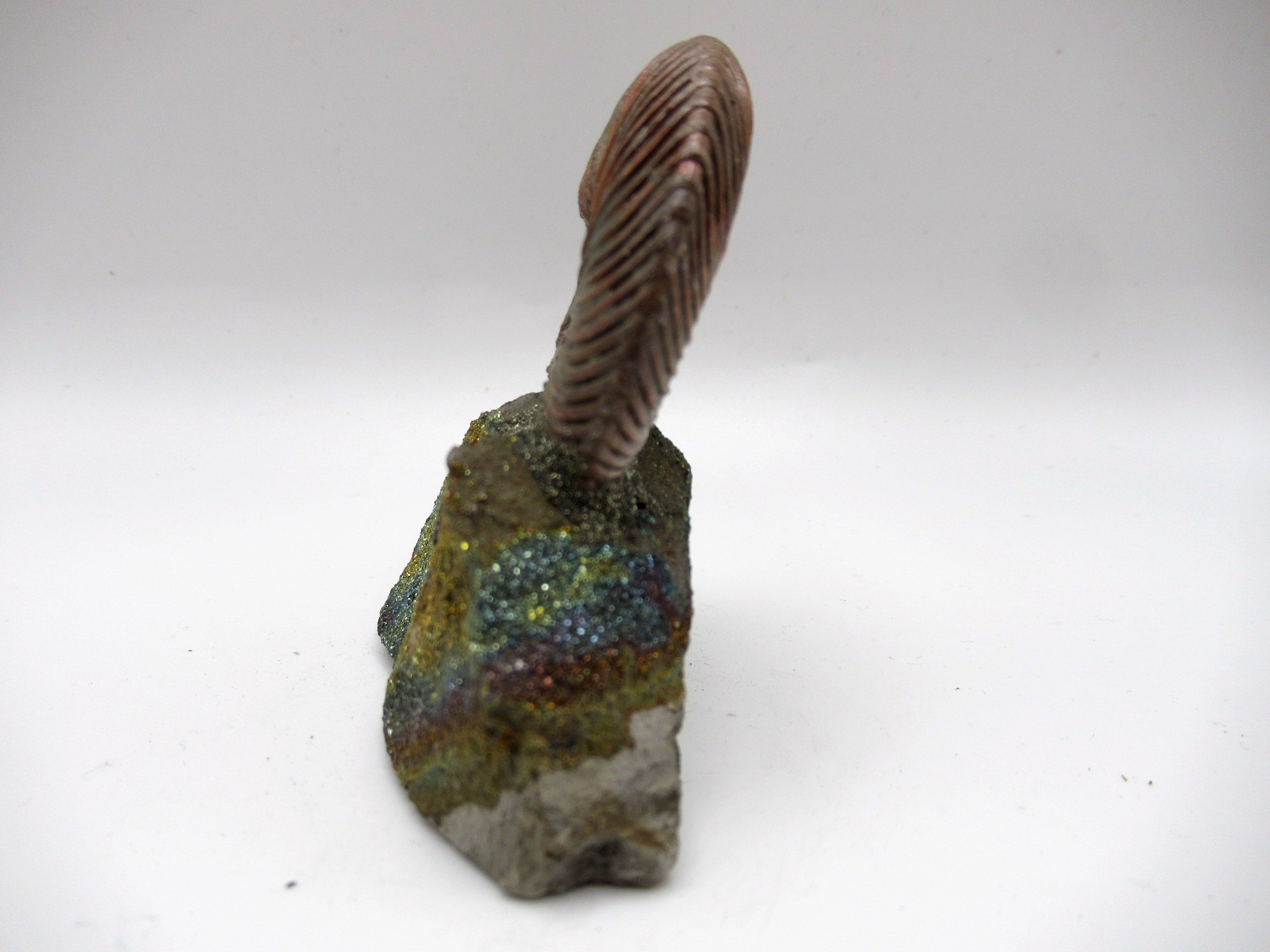 Jurassic Russian Quenstedtoceras Ammonite 16a | Fossils for Sale Genuine Jurassic Age Quenstedtoceras Ammonite Fossils For Sale From Russia #16a