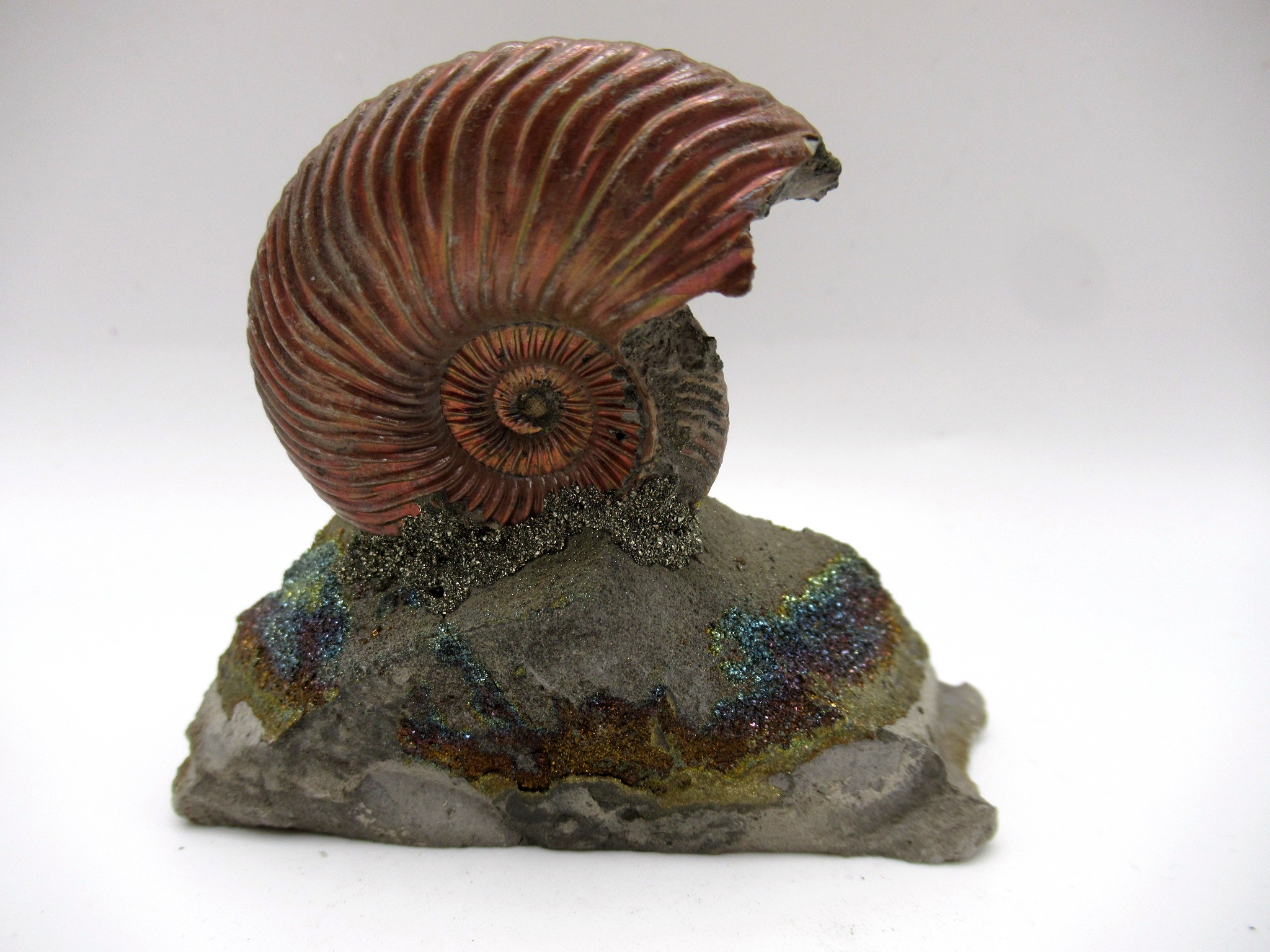 Jurassic Russian Quenstedtoceras Ammonite 16b | Fossils for Sale Genuine Jurassic Age Quenstedtoceras Ammonite Fossils For Sale From Russia #16b