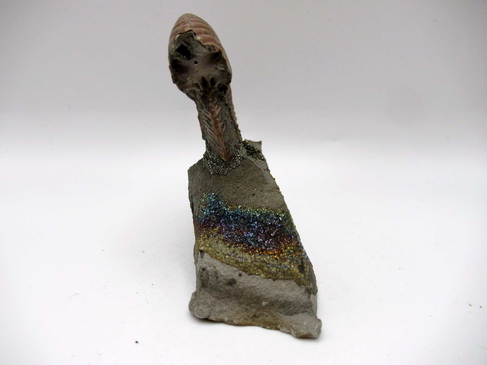 Jurassic Russian Quenstedtoceras Ammonite 16c | Fossils for Sale Genuine Jurassic Age Quenstedtoceras Ammonite Fossils For Sale From Russia #16c