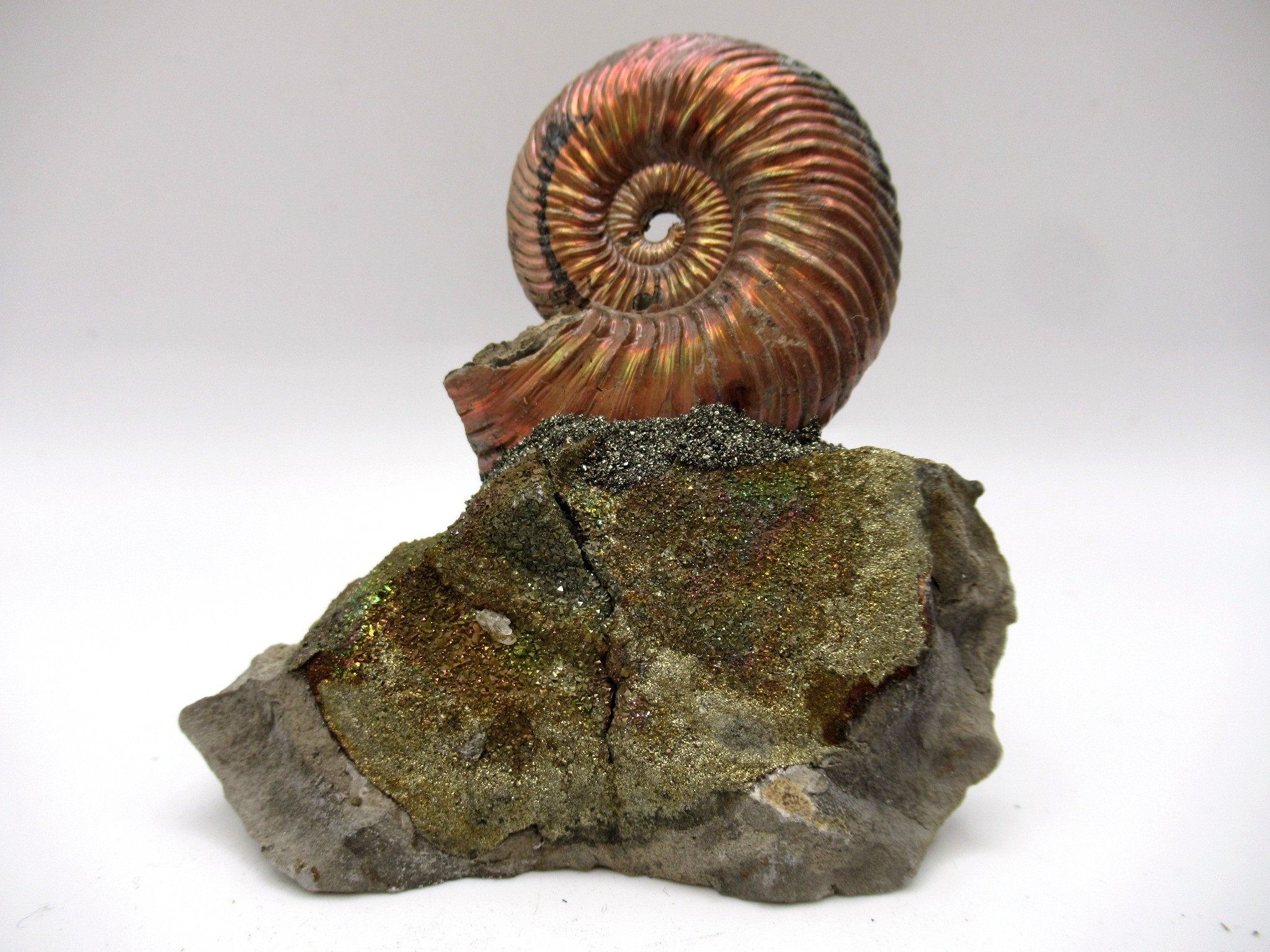 Jurassic Russian Quenstedtoceras Ammonite 17 | Fossils for Sale Genuine Jurassic Age Quenstedtoceras Ammonite Fossils For Sale From Russia #17