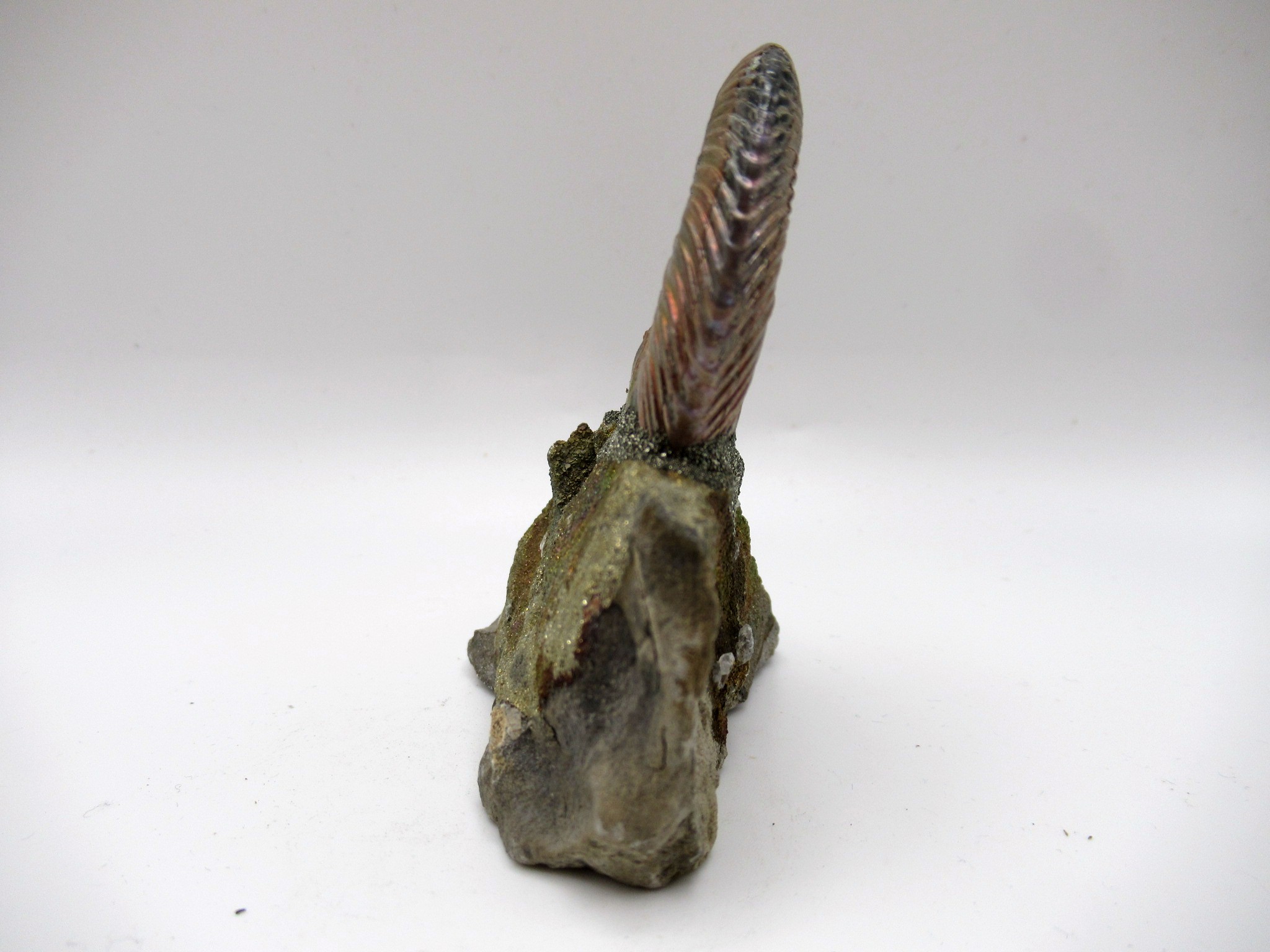 Jurassic Russian Quenstedtoceras Ammonite 17a | Fossils for Sale Genuine Jurassic Age Quenstedtoceras Ammonite Fossils For Sale From Russia #17a