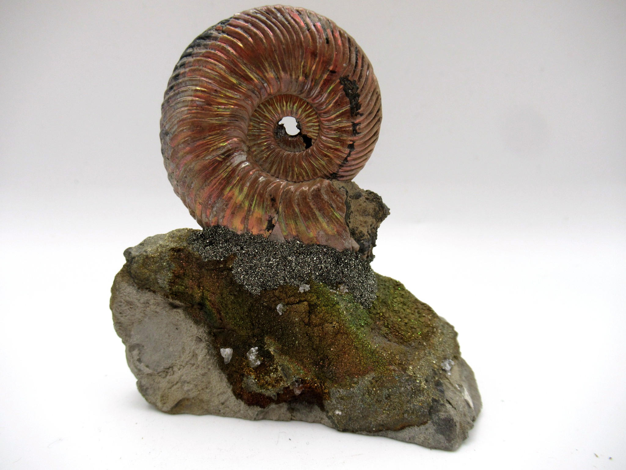Jurassic Russian Quenstedtoceras Ammonite 17b | Fossils for Sale Genuine Jurassic Age Quenstedtoceras Ammonite Fossils For Sale From Russia #17b