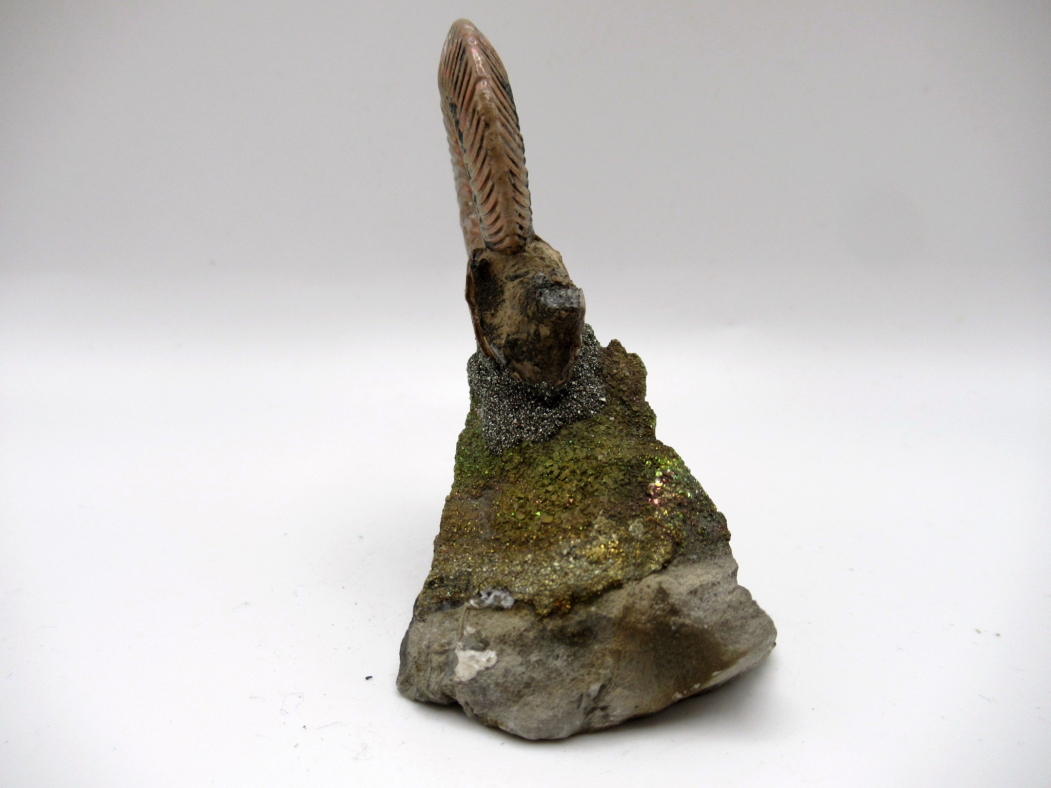 Jurassic Russian Quenstedtoceras Ammonite 17c | Fossils for Sale Genuine Jurassic Age Quenstedtoceras Ammonite Fossils For Sale From Russia #17c