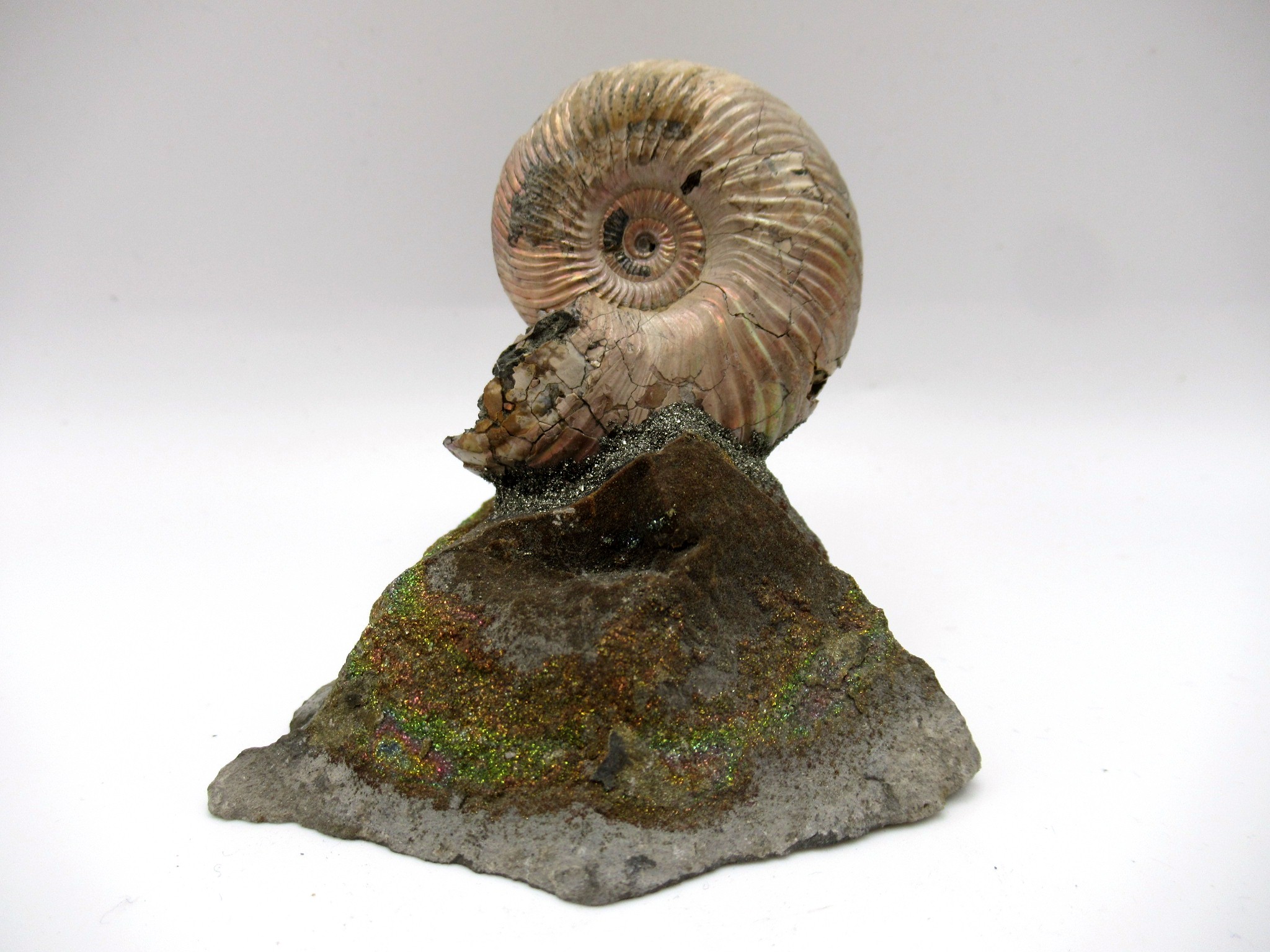 Jurassic Russian Quenstedtoceras Ammonite 18 | Fossils for Sale Genuine Jurassic Age Quenstedtoceras Ammonite Fossils For Sale From Russia #18