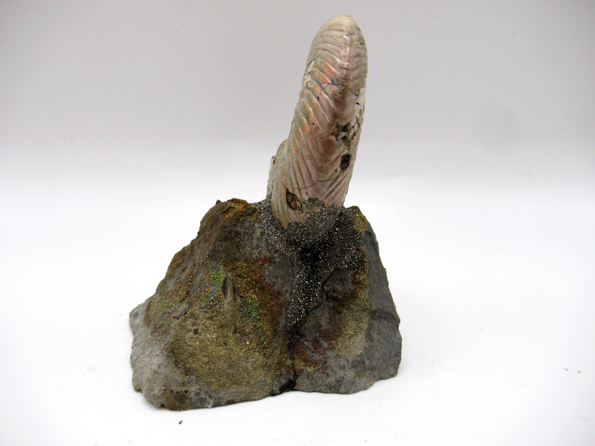 Jurassic Russian Quenstedtoceras Ammonite 18a | Fossils for Sale Genuine Jurassic Age Quenstedtoceras Ammonite Fossils For Sale From Russia #18a