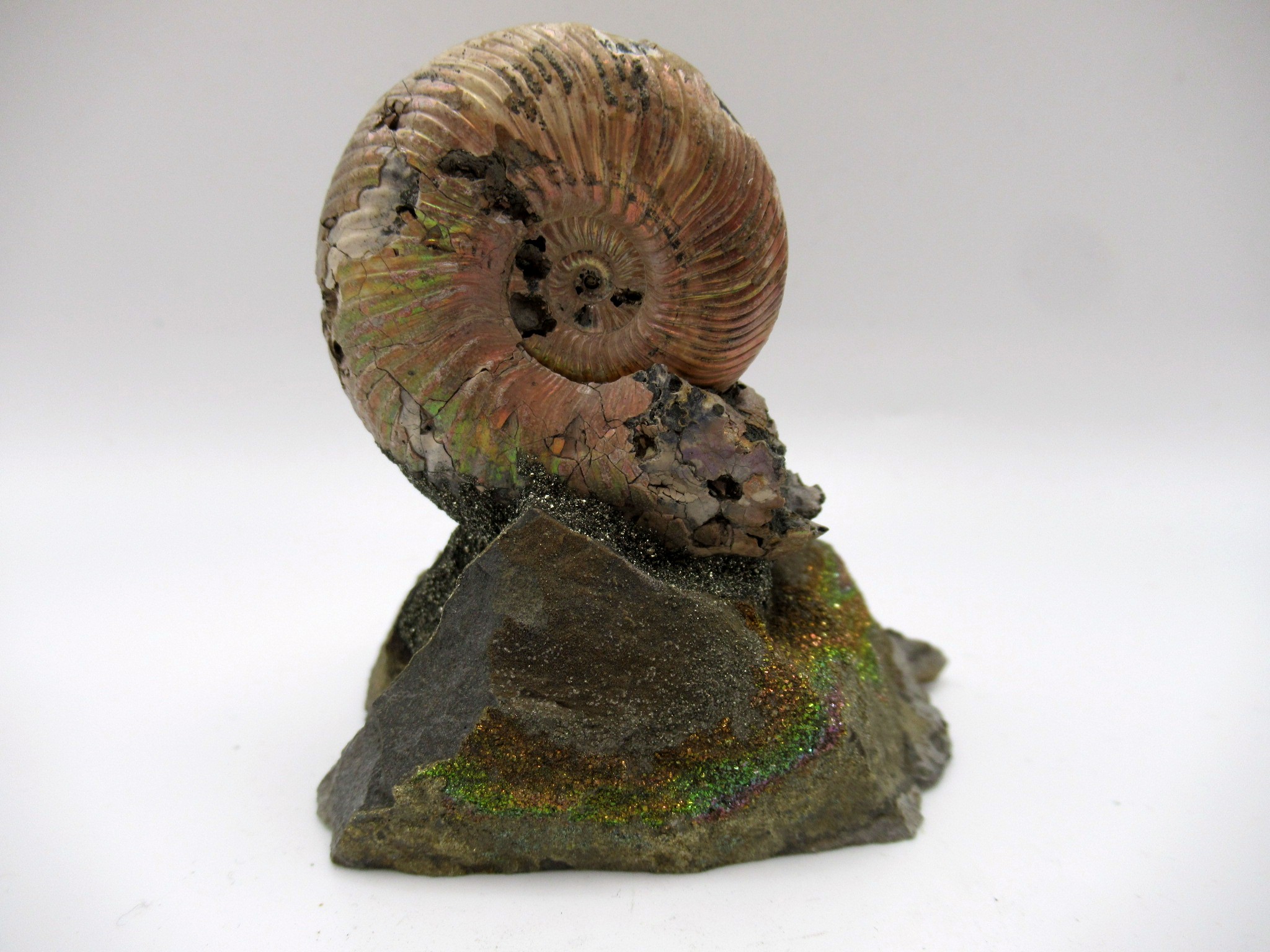 Jurassic Russian Quenstedtoceras Ammonite 18b | Fossils for Sale Genuine Jurassic Age Quenstedtoceras Ammonite Fossils For Sale From Russia #18b