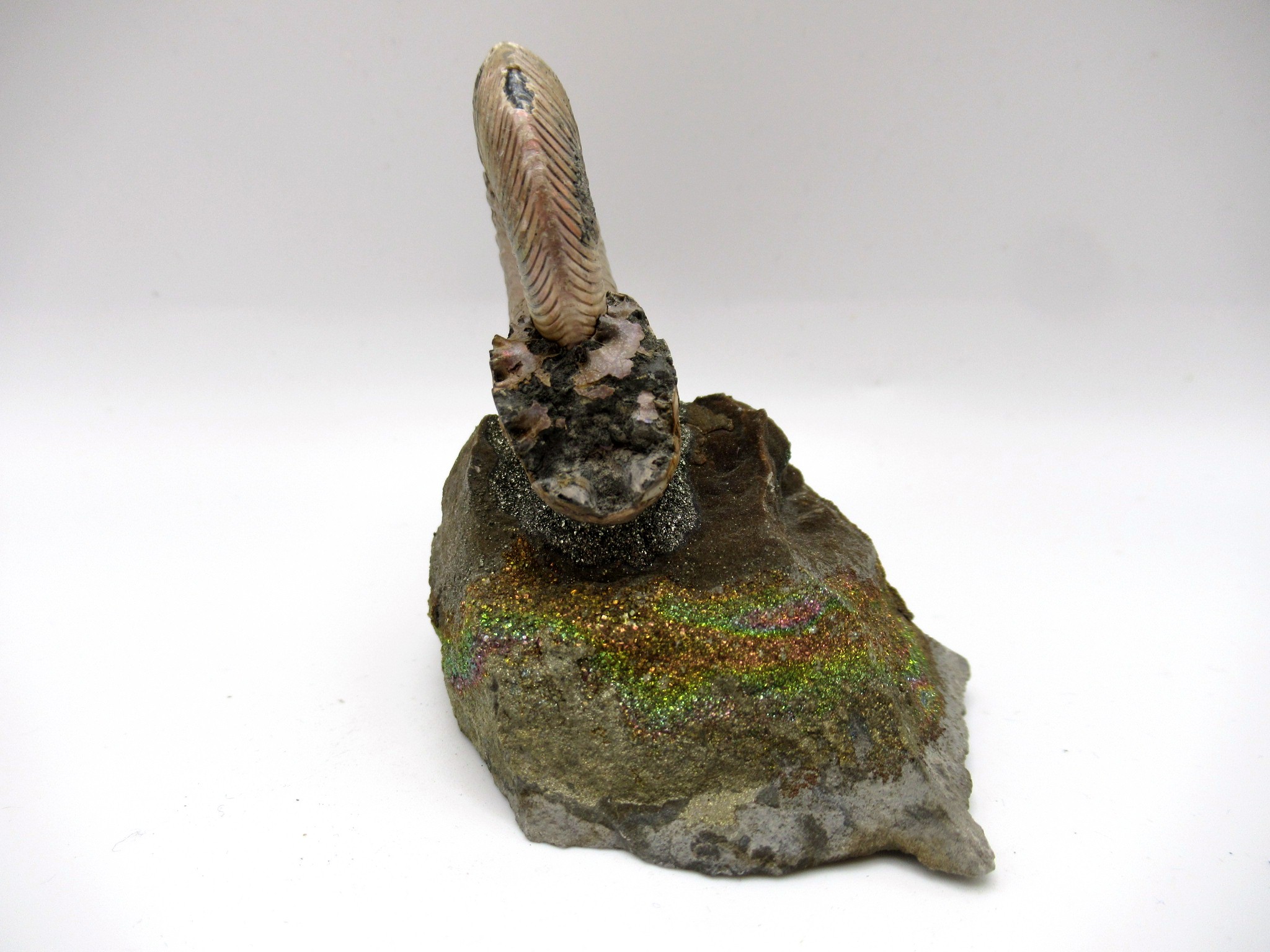 Jurassic Russian Quenstedtoceras Ammonite 18c | Fossils for Sale Genuine Jurassic Age Quenstedtoceras Ammonite Fossils For Sale From Russia #18c