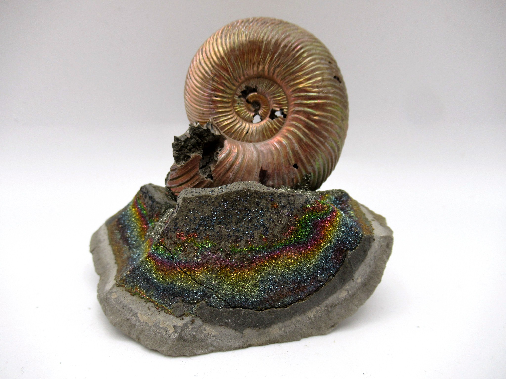 Jurassic Russian Quenstedtoceras Ammonite 19 | Fossils for Sale Genuine Jurassic Age Quenstedtoceras Ammonite Fossils For Sale From Russia #19