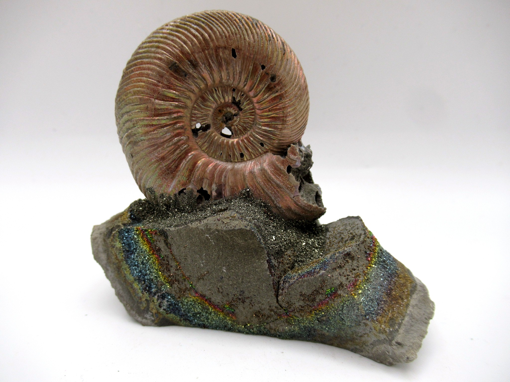 Jurassic Russian Quenstedtoceras Ammonite 19b | Fossils for Sale Genuine Jurassic Age Quenstedtoceras Ammonite Fossils For Sale From Russia #19b
