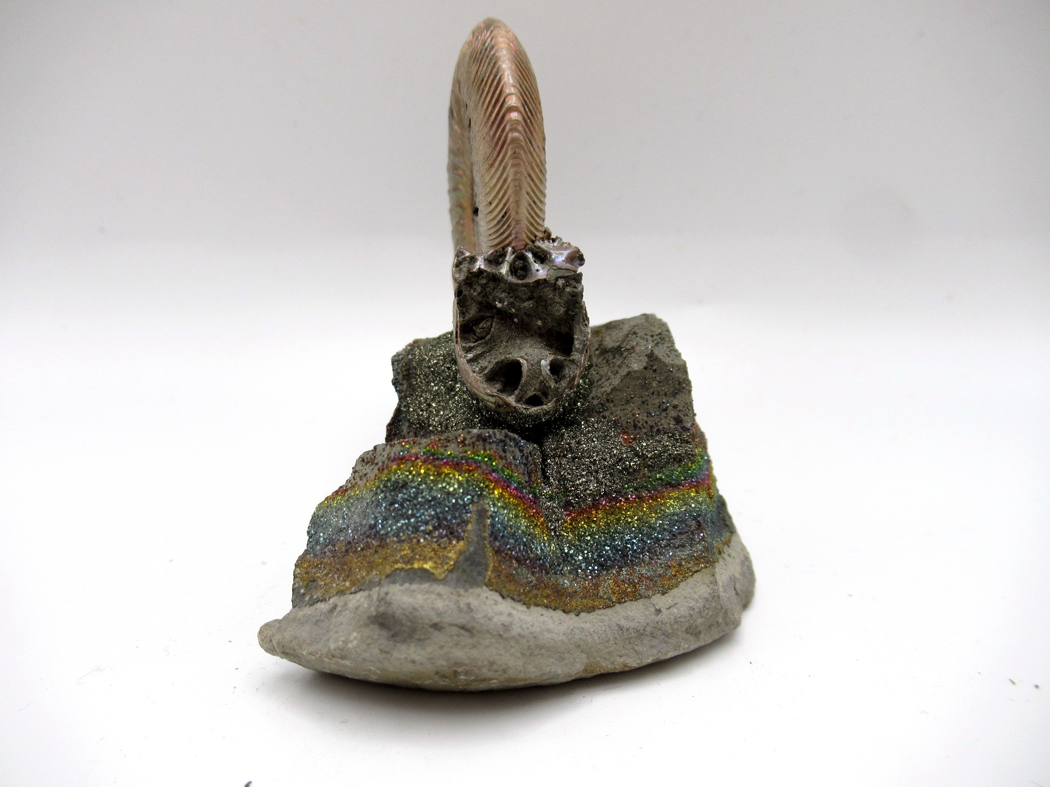 Jurassic Russian Quenstedtoceras Ammonite 19c | Fossils for Sale Genuine Jurassic Age Quenstedtoceras Ammonite Fossils For Sale From Russia #19c