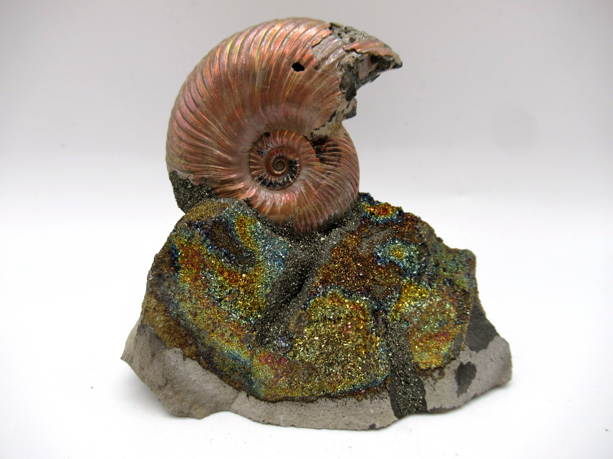 Jurassic Russian Quenstedtoceras Ammonite 20 | Fossils for Sale Genuine Jurassic Age Quenstedtoceras Ammonite Fossils For Sale From Russia #20