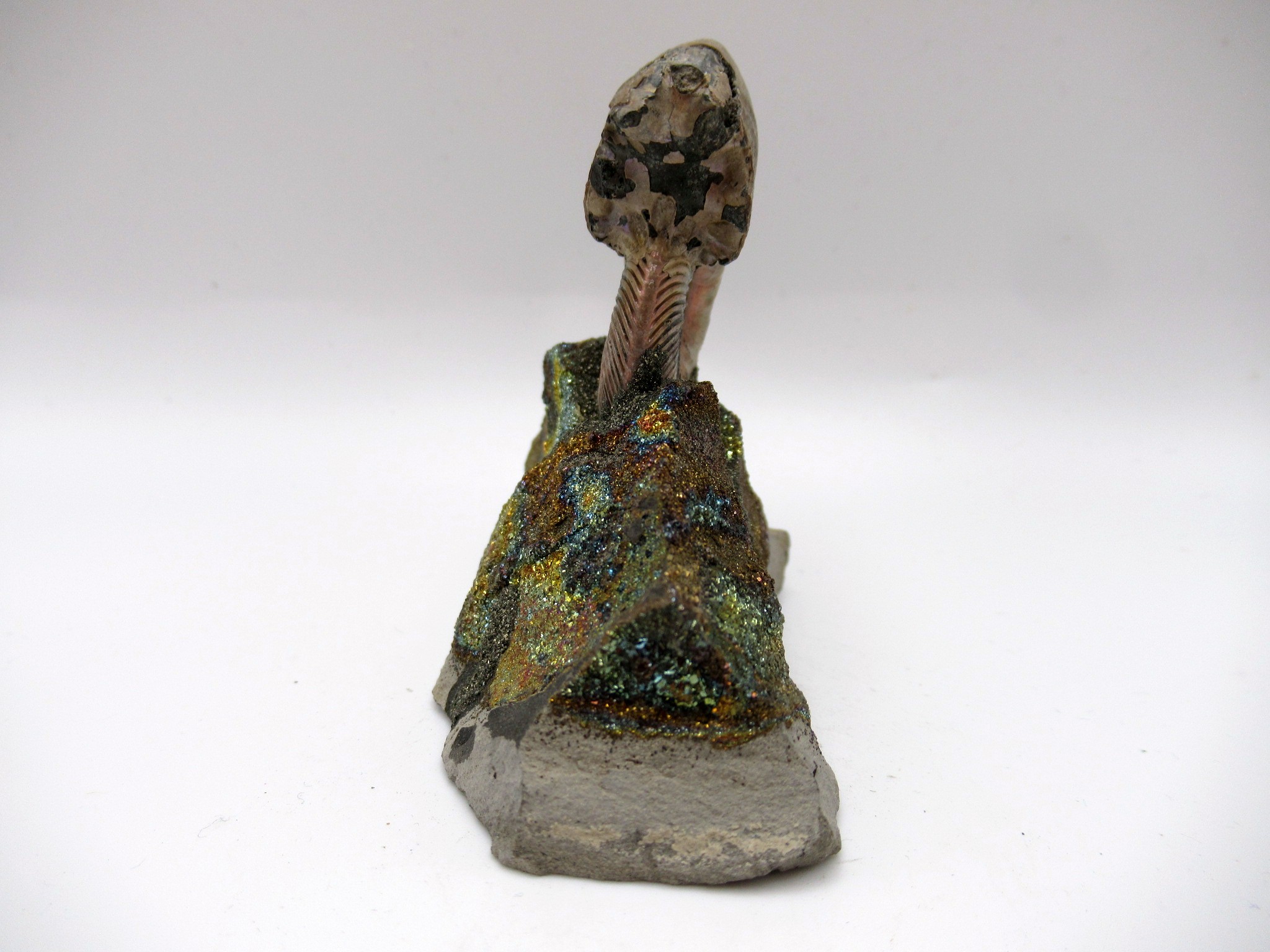 Jurassic Russian Quenstedtoceras Ammonite 20a | Fossils for Sale Genuine Jurassic Age Quenstedtoceras Ammonite Fossils For Sale From Russia #20a