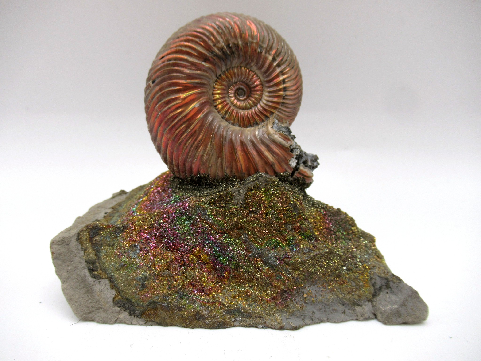Jurassic Russian Quenstedtoceras Ammonite 21 | Fossils for Sale Genuine Jurassic Age Quenstedtoceras Ammonite Fossils For Sale From Russia #21