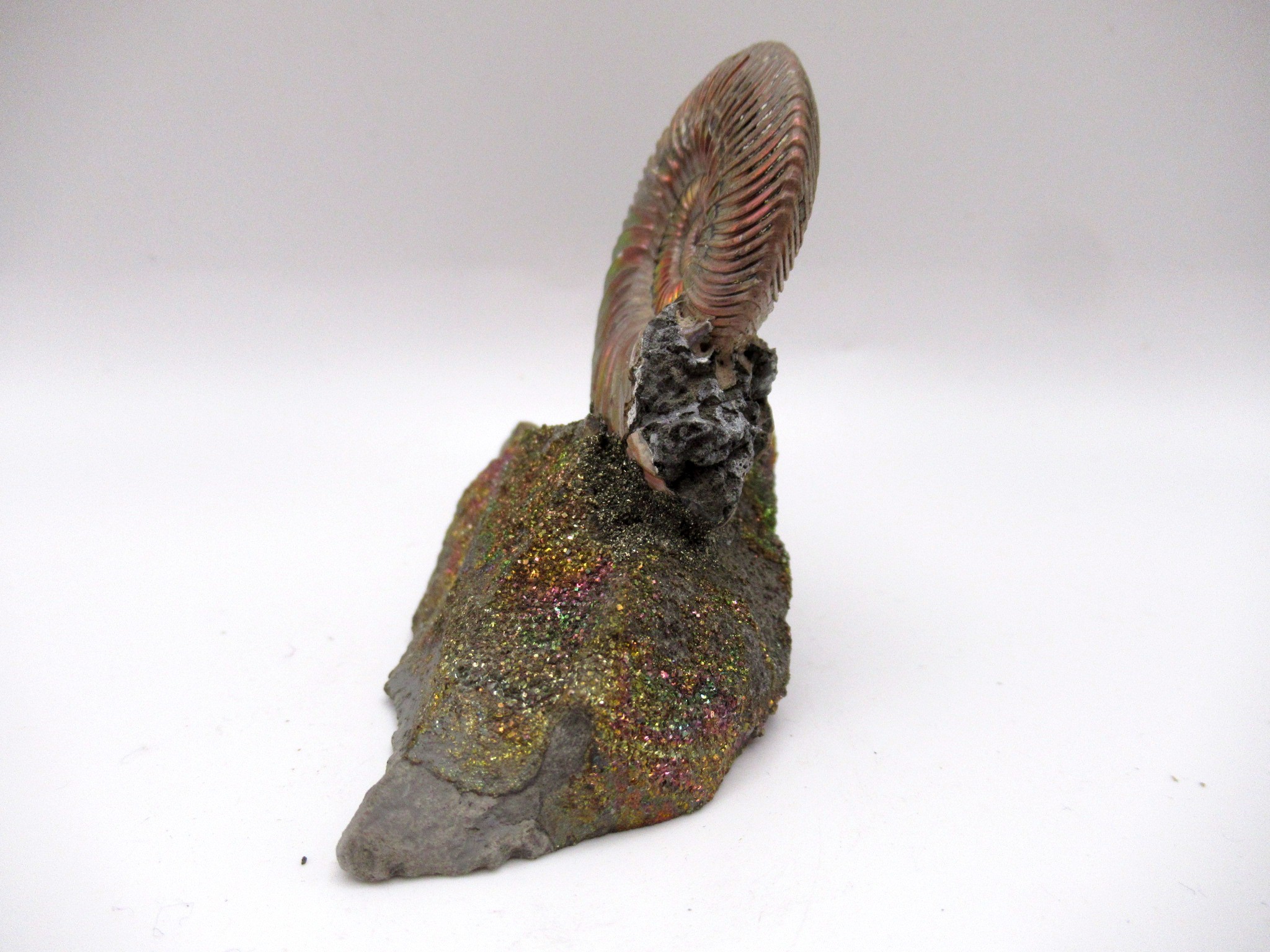 Jurassic Russian Quenstedtoceras Ammonite 21a | Fossils for Sale Genuine Jurassic Age Quenstedtoceras Ammonite Fossils For Sale From Russia #21a