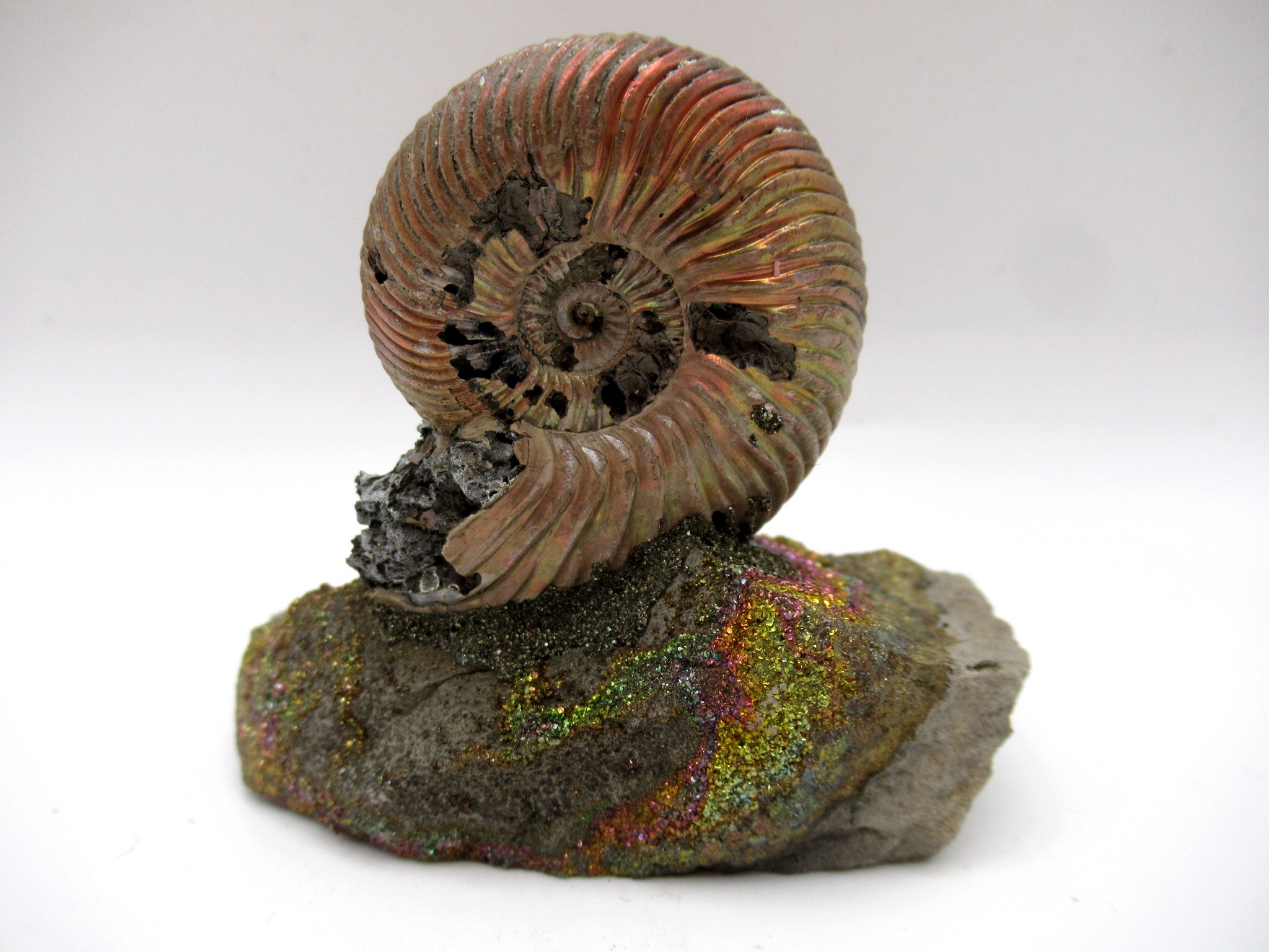 Jurassic Russian Quenstedtoceras Ammonite 21b | Fossils for Sale Genuine Jurassic Age Quenstedtoceras Ammonite Fossils For Sale From Russia #21b