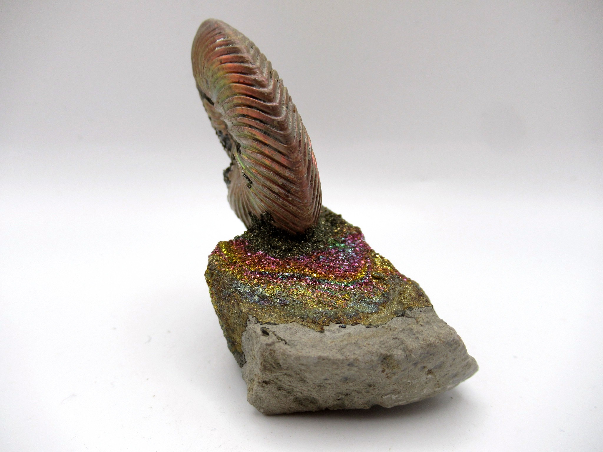 Jurassic Russian Quenstedtoceras Ammonite 21c | Fossils for Sale Genuine Jurassic Age Quenstedtoceras Ammonite Fossils For Sale From Russia #21c