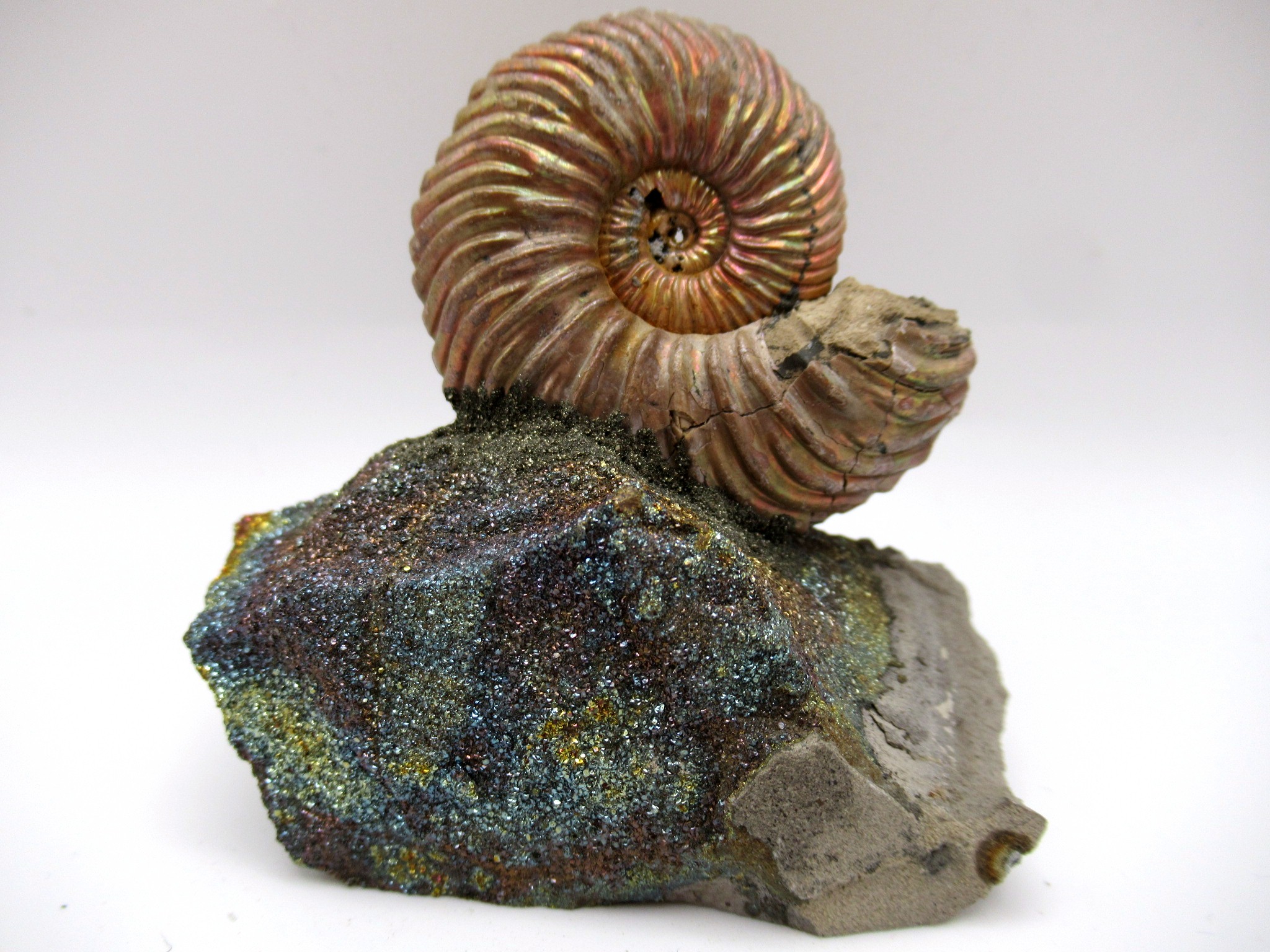 Jurassic Russian Quenstedtoceras Ammonite 22 | Fossils for Sale Genuine Jurassic Age Quenstedtoceras Ammonite Fossils For Sale From Russia #22