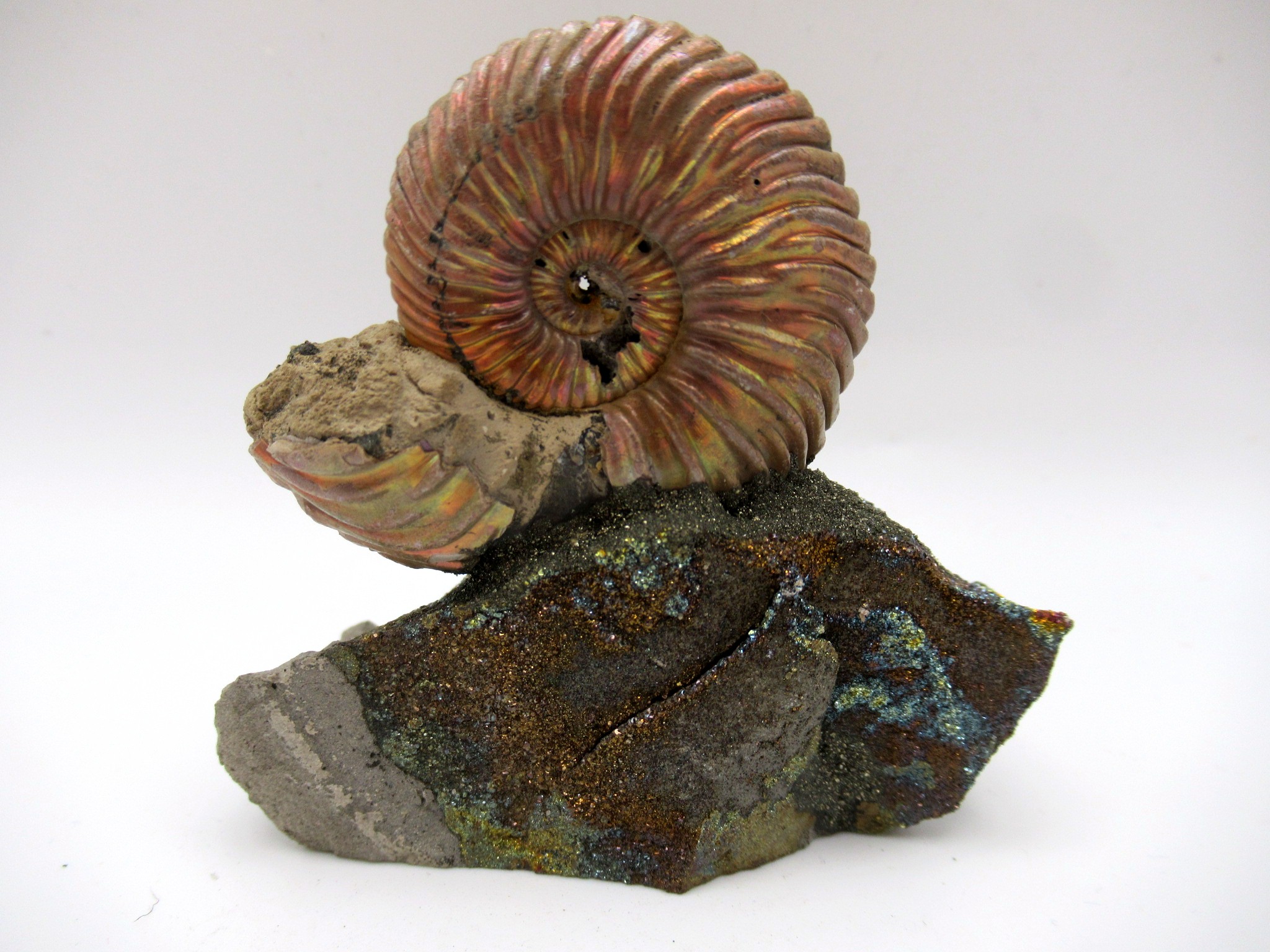 Jurassic Russian Quenstedtoceras Ammonite 22b | Fossils for Sale Genuine Jurassic Age Quenstedtoceras Ammonite Fossils For Sale From Russia #22b