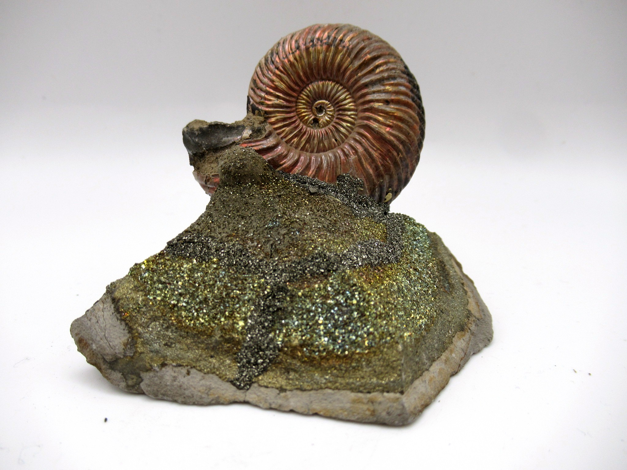 Jurassic Russian Quenstedtoceras Ammonite 23 | Fossils for Sale Genuine Jurassic Age Quenstedtoceras Ammonite Fossils For Sale From Russia #23