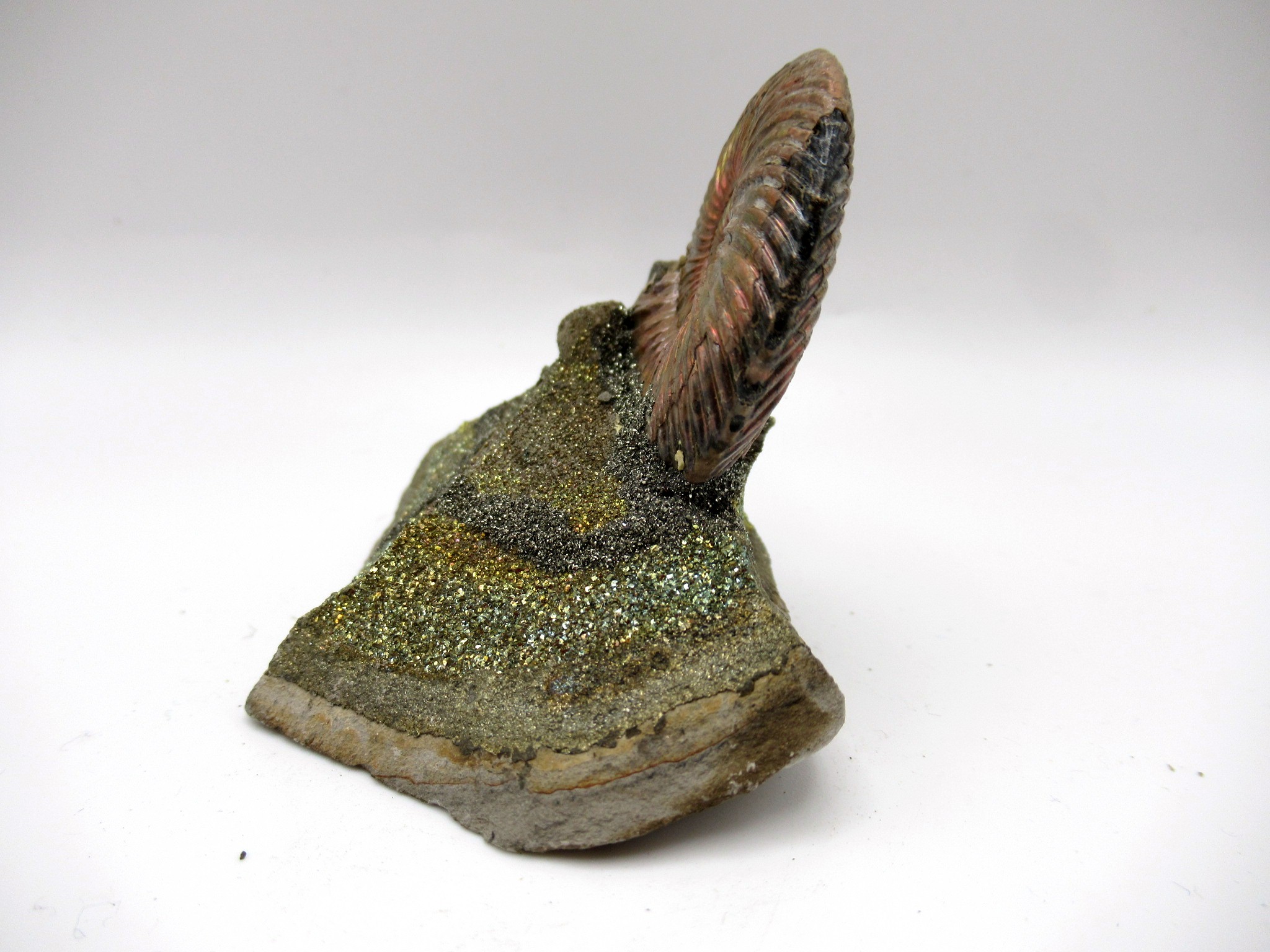 Jurassic Russian Quenstedtoceras Ammonite 23a | Fossils for Sale Genuine Jurassic Age Quenstedtoceras Ammonite Fossils For Sale From Russia #23a