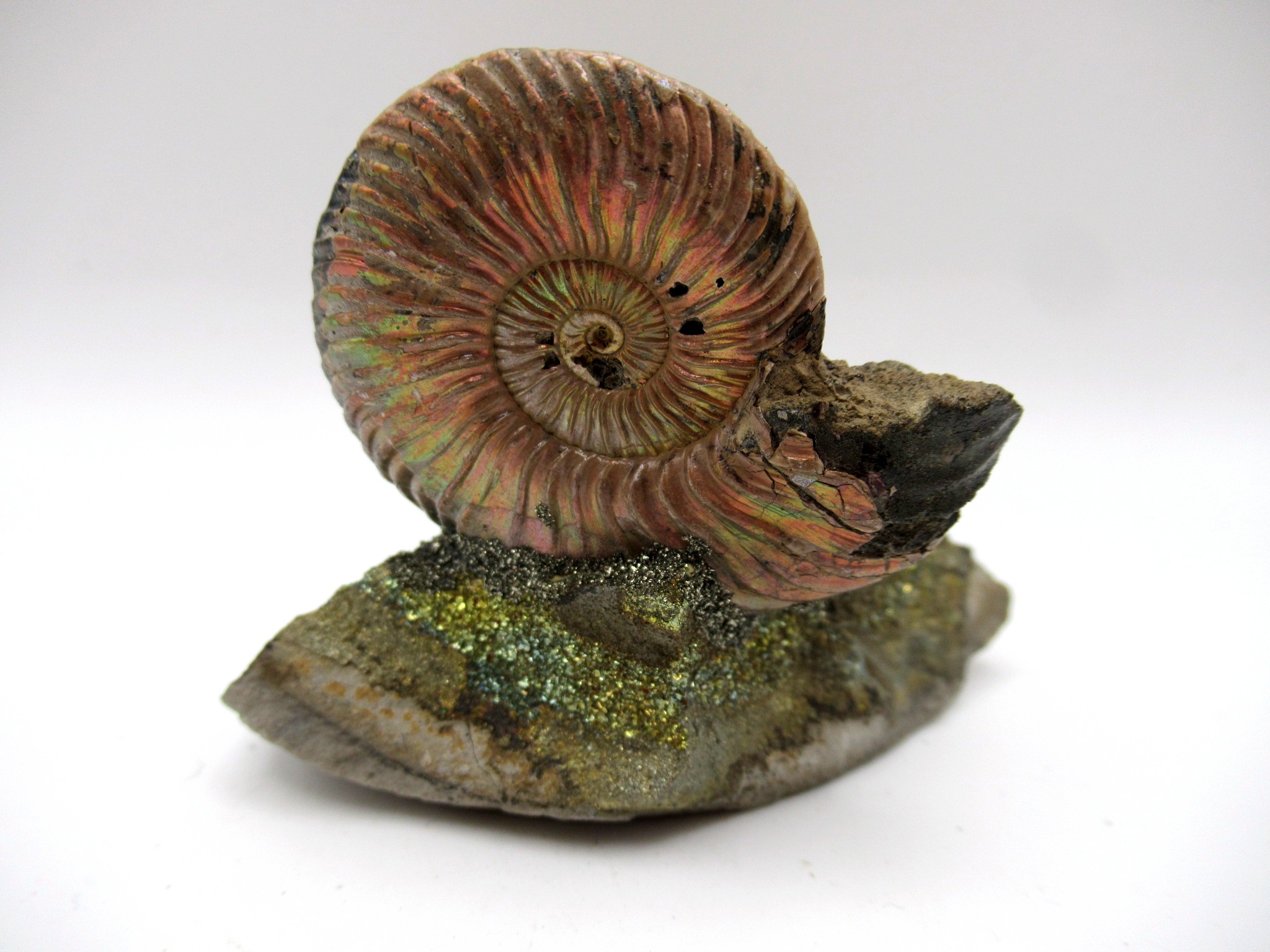 Jurassic Russian Quenstedtoceras Ammonite 23b | Fossils for Sale Genuine Jurassic Age Quenstedtoceras Ammonite Fossils For Sale From Russia #23b