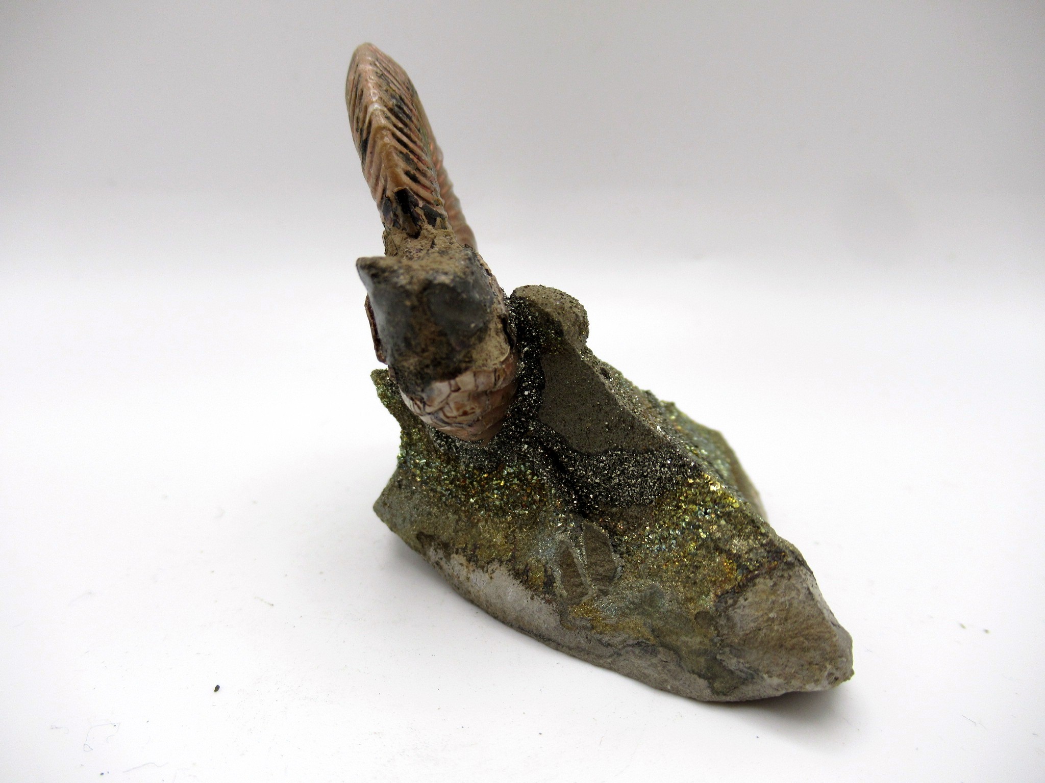 Jurassic Russian Quenstedtoceras Ammonite 23c | Fossils for Sale Genuine Jurassic Age Quenstedtoceras Ammonite Fossils For Sale From Russia #23c