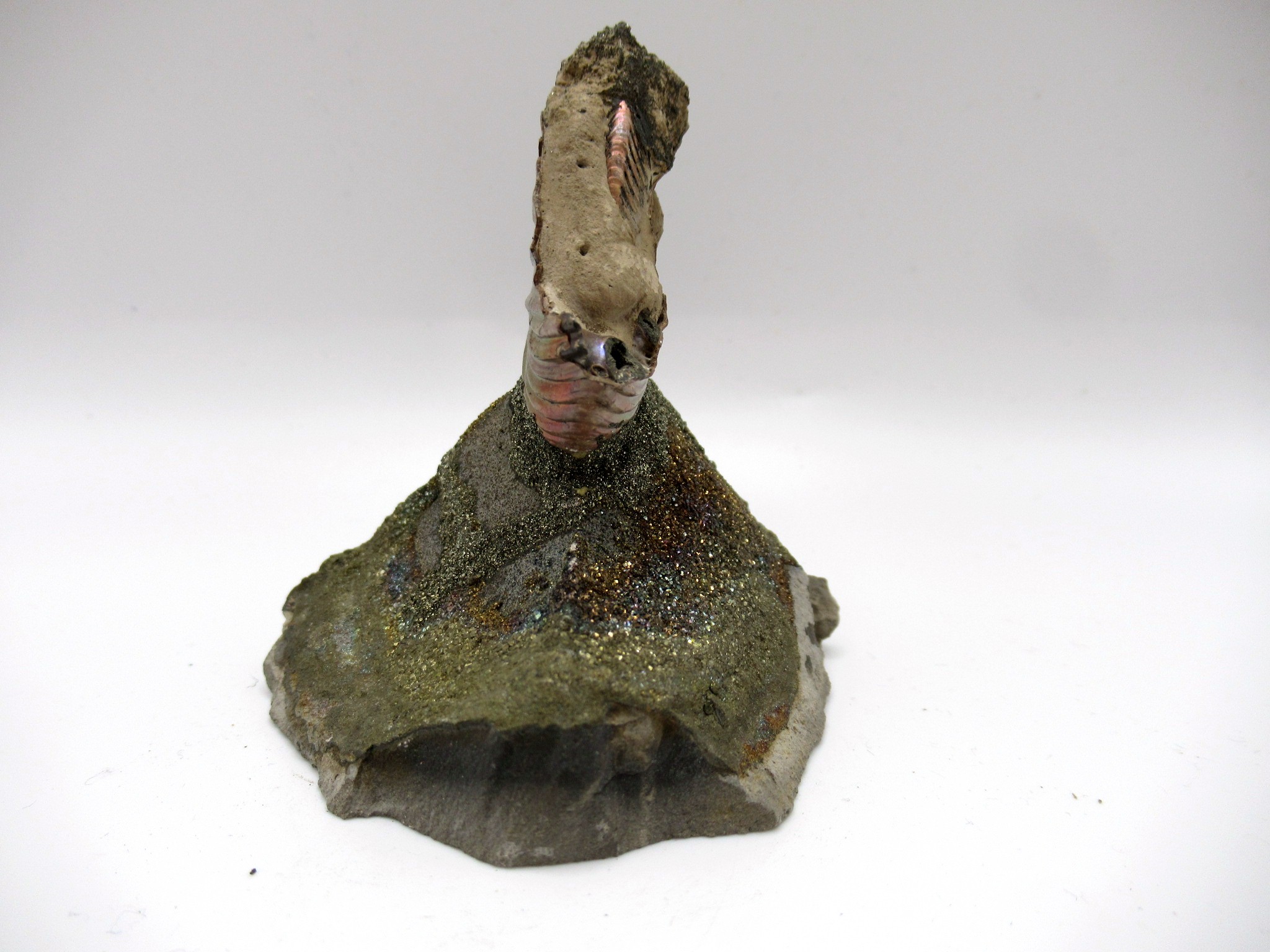 Jurassic Russian Quenstedtoceras Ammonite 24a | Fossils for Sale Genuine Jurassic Age Quenstedtoceras Ammonite Fossils For Sale From Russia #24a