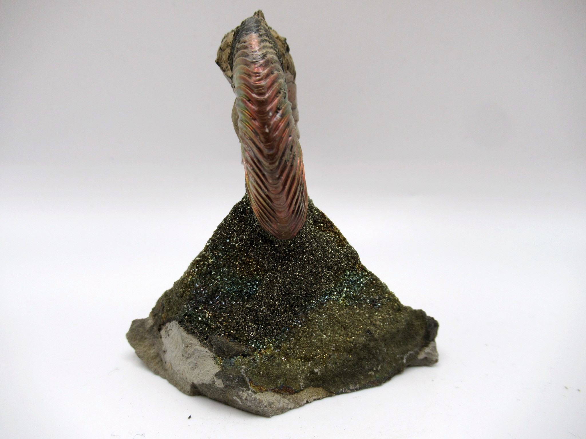 Jurassic Russian Quenstedtoceras Ammonite 24c | Fossils for Sale Genuine Jurassic Age Quenstedtoceras Ammonite Fossils For Sale From Russia #24c