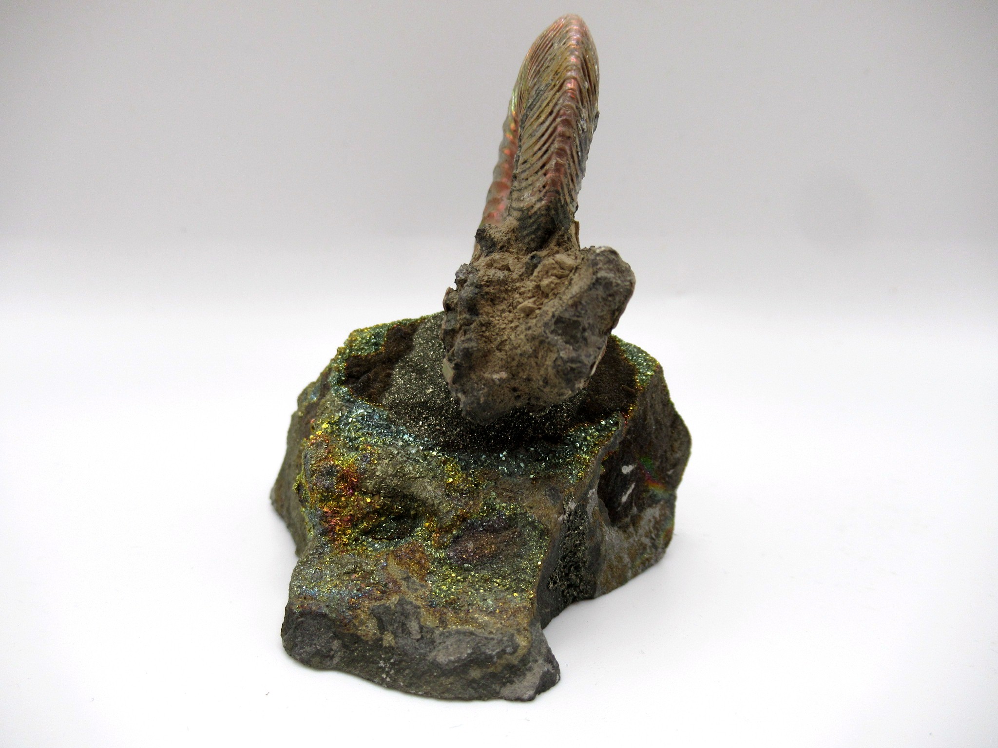 Jurassic Russian Quenstedtoceras Ammonite 2a | Fossils for Sale Genuine Jurassic Age Quenstedtoceras Ammonite Fossils For Sale From Russia #2a