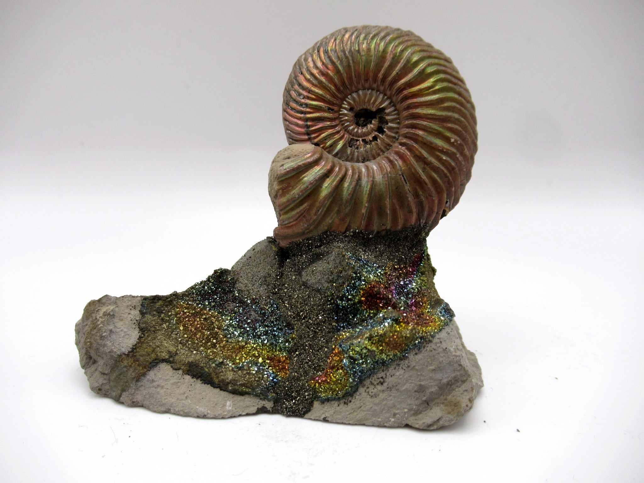 Jurassic Russian Quenstedtoceras Ammonite 5 | Fossils for Sale Genuine Jurassic Age Quenstedtoceras Ammonite Fossils For Sale From Russia #5