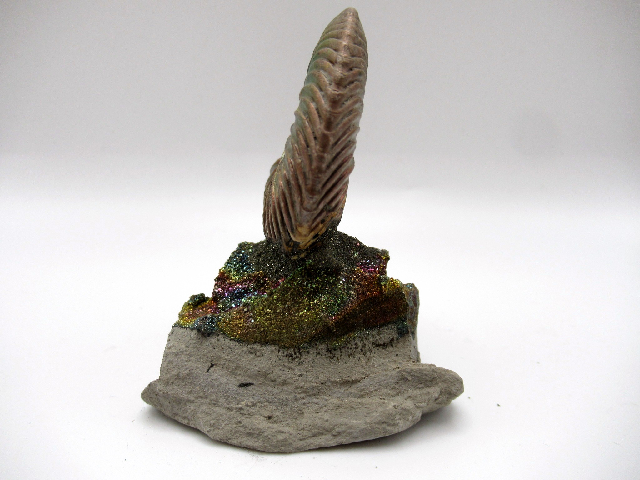 Jurassic Russian Quenstedtoceras Ammonite 5a | Fossils for Sale Genuine Jurassic Age Quenstedtoceras Ammonite Fossils For Sale From Russia #5a